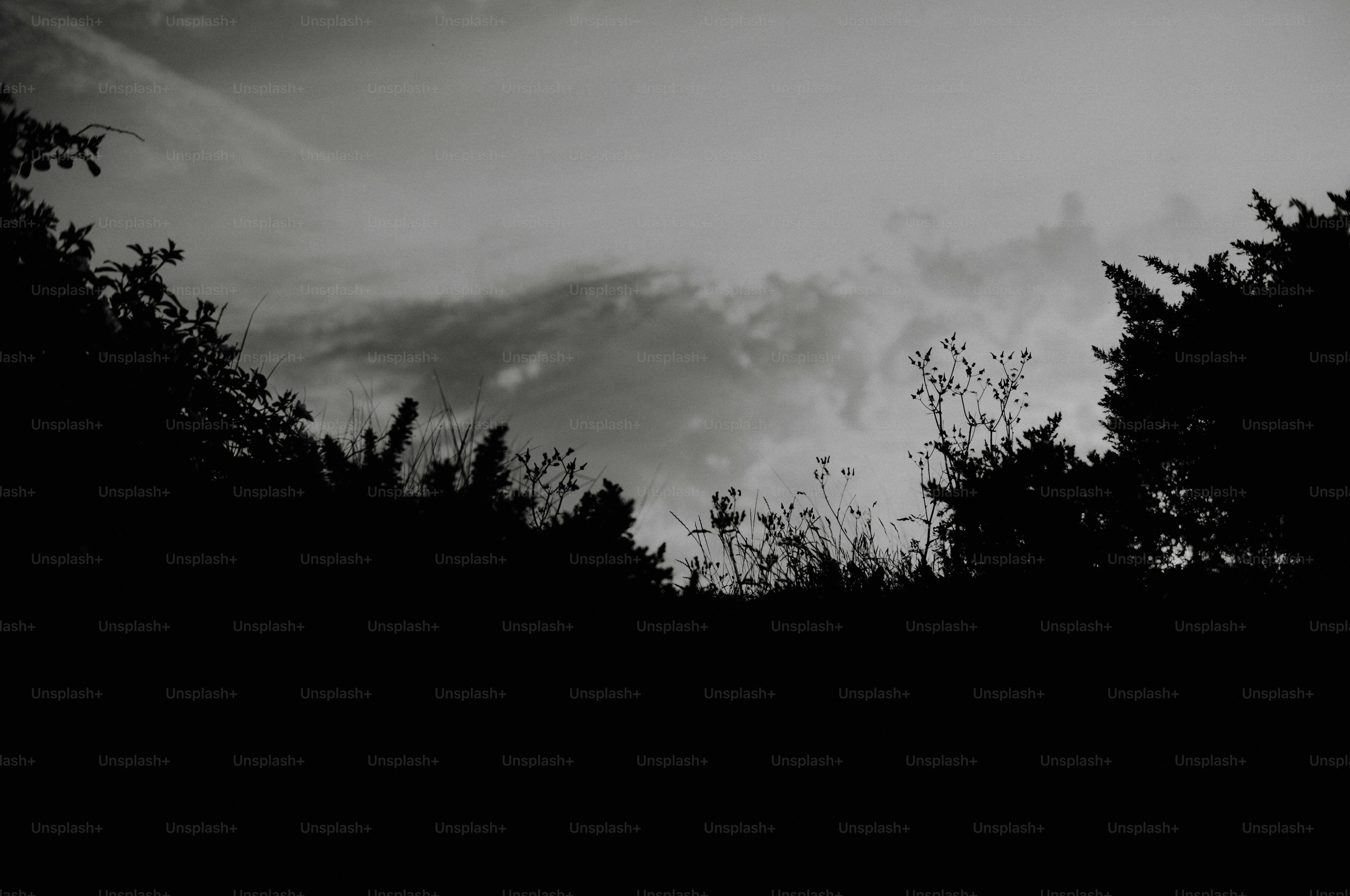 Dark silhouettes of trees against a cloudy sky.