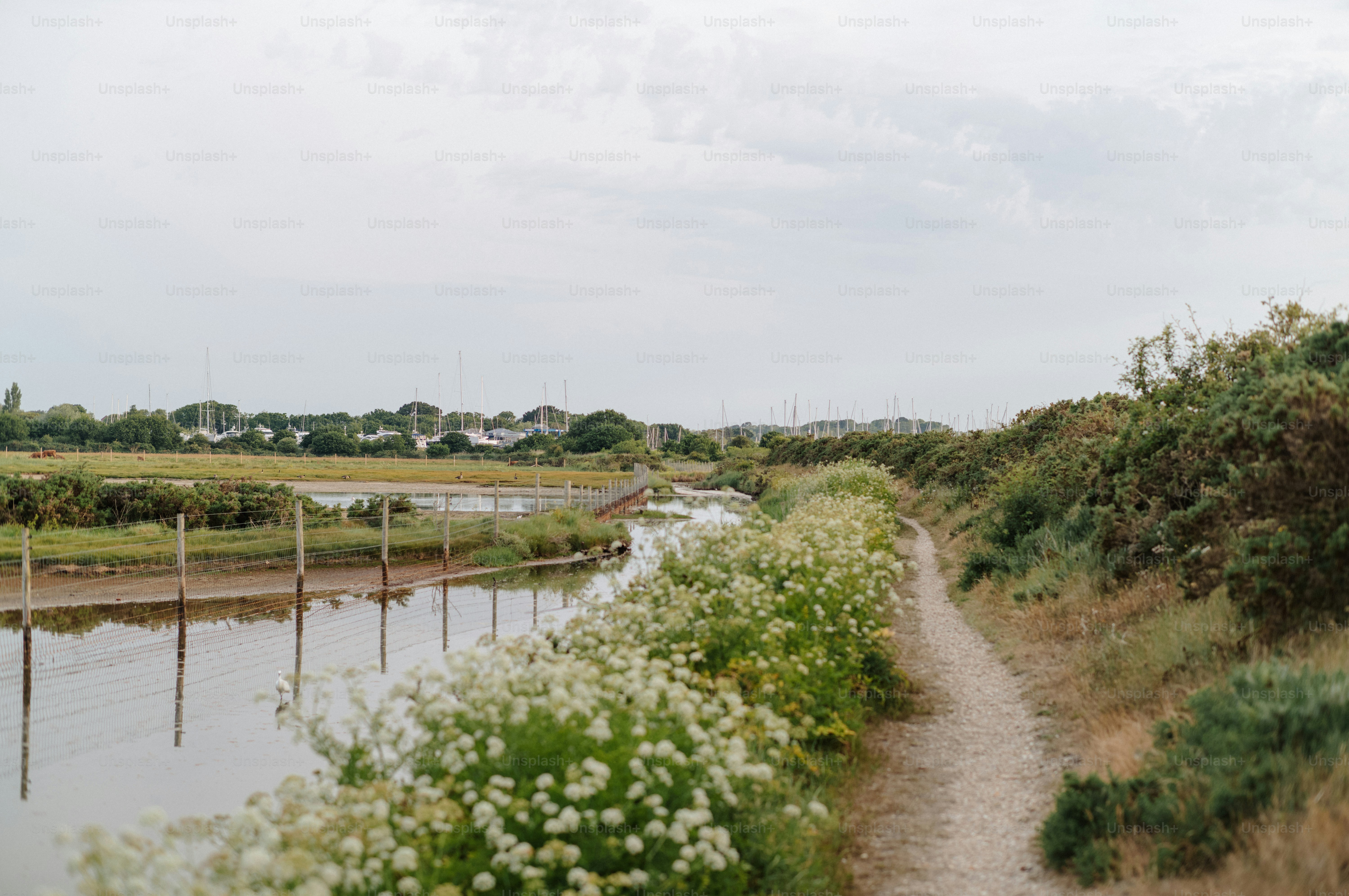 Path alongside a river with white flowers and distant town.