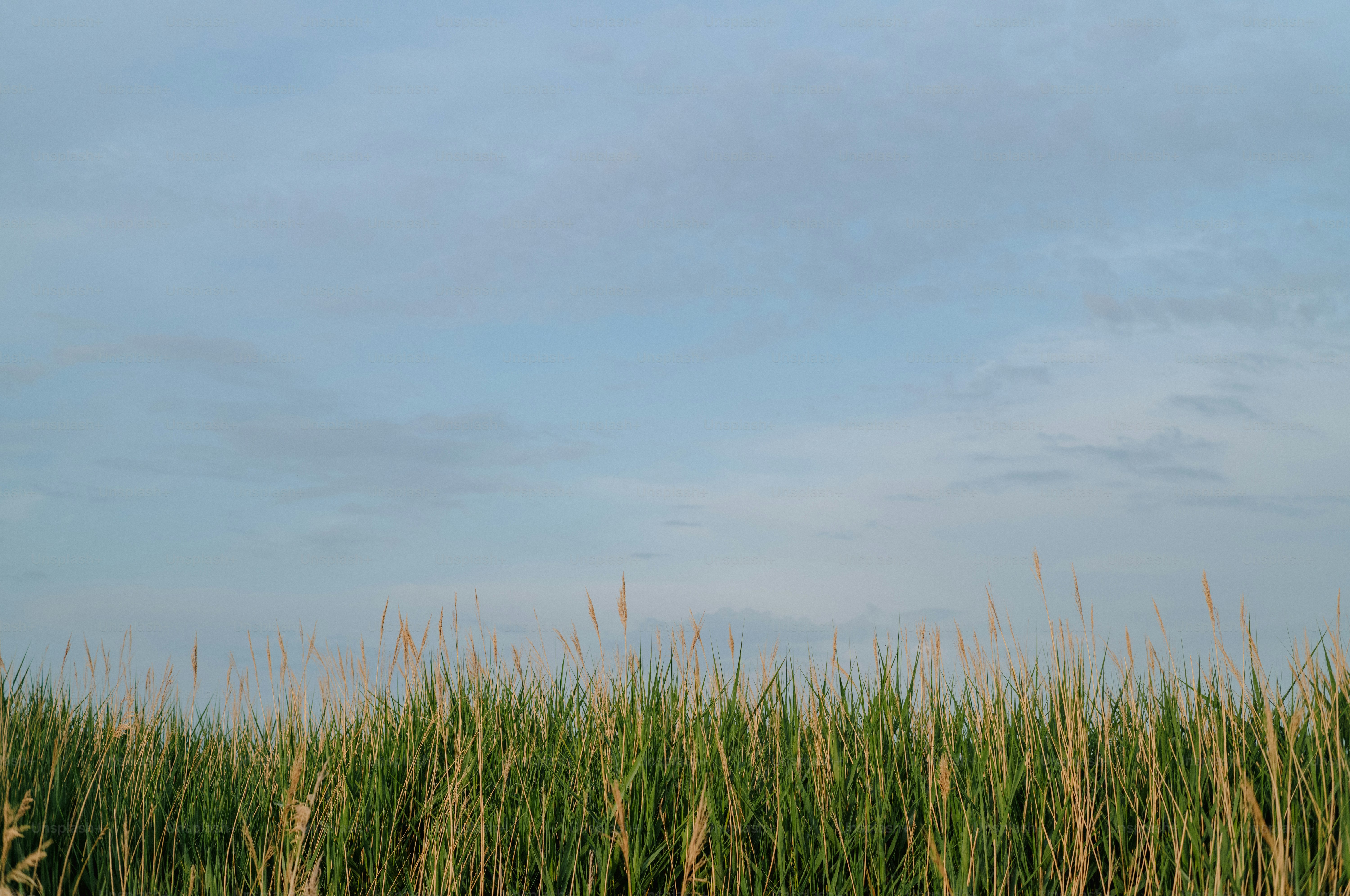 Tall green and brown grass under a clear blue sky.