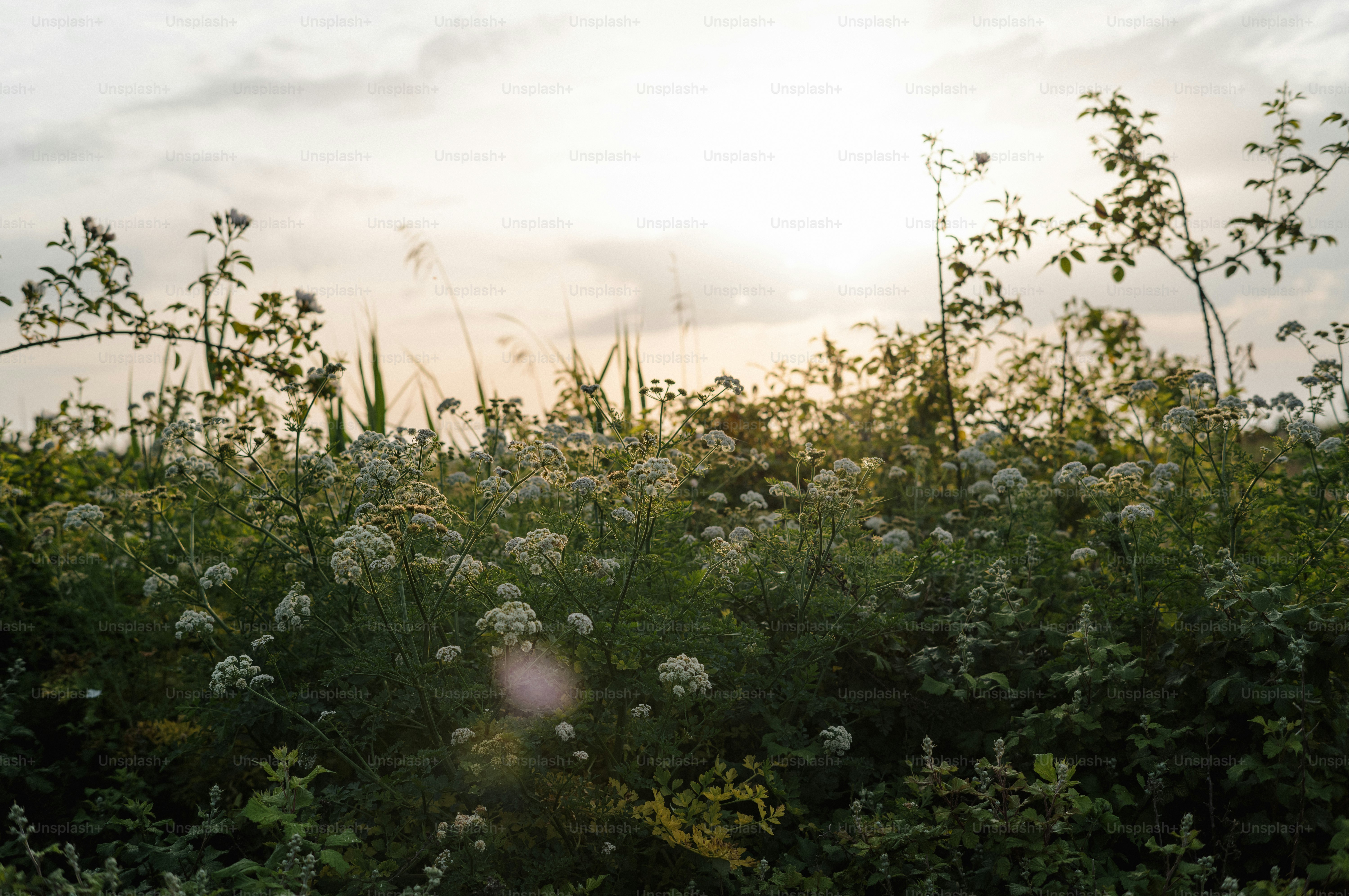 Fiori selvatici e fogliame verde si stagliavano contro un cielo al tramonto nebbioso.