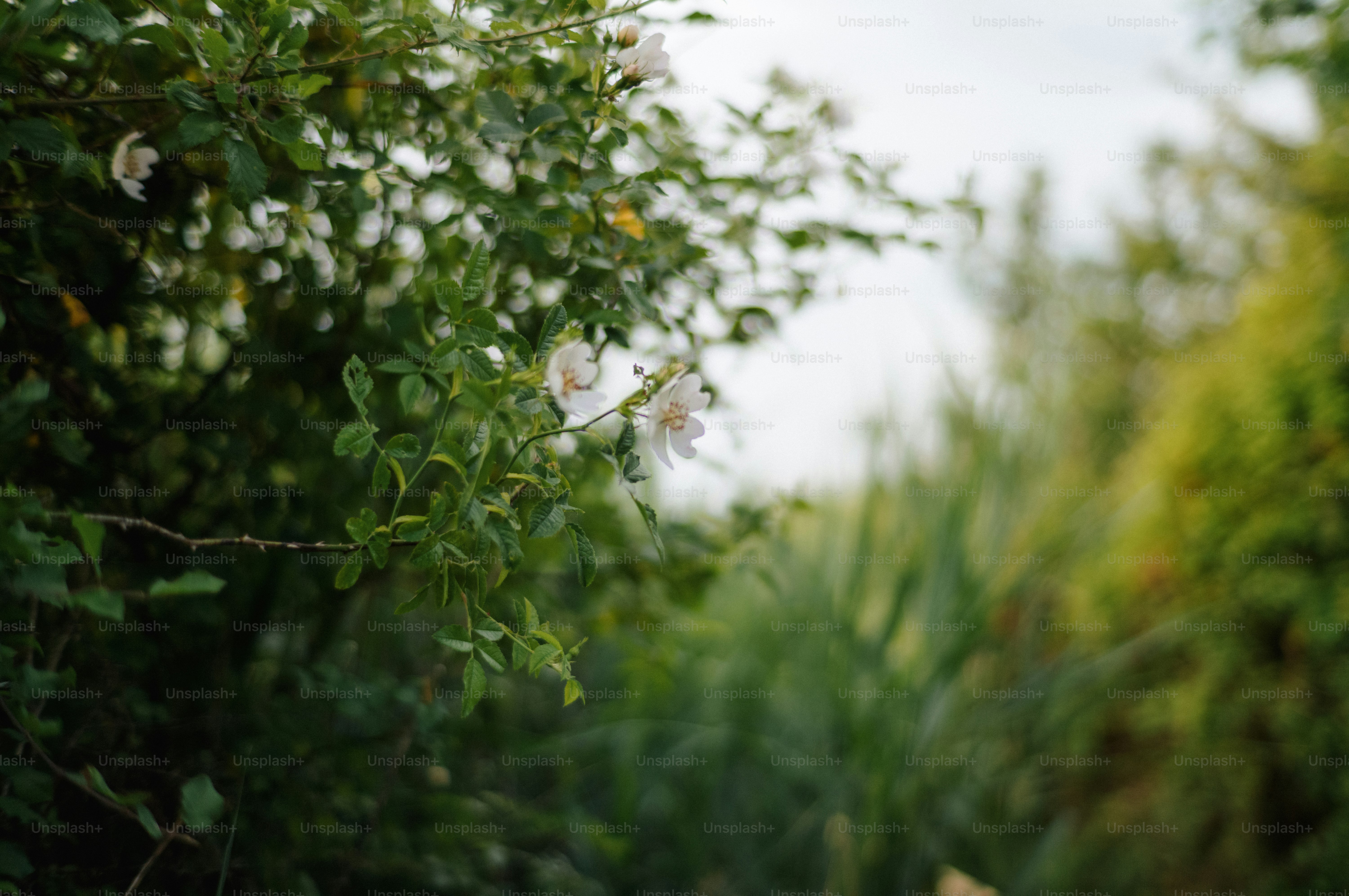 White flowers on a green bush