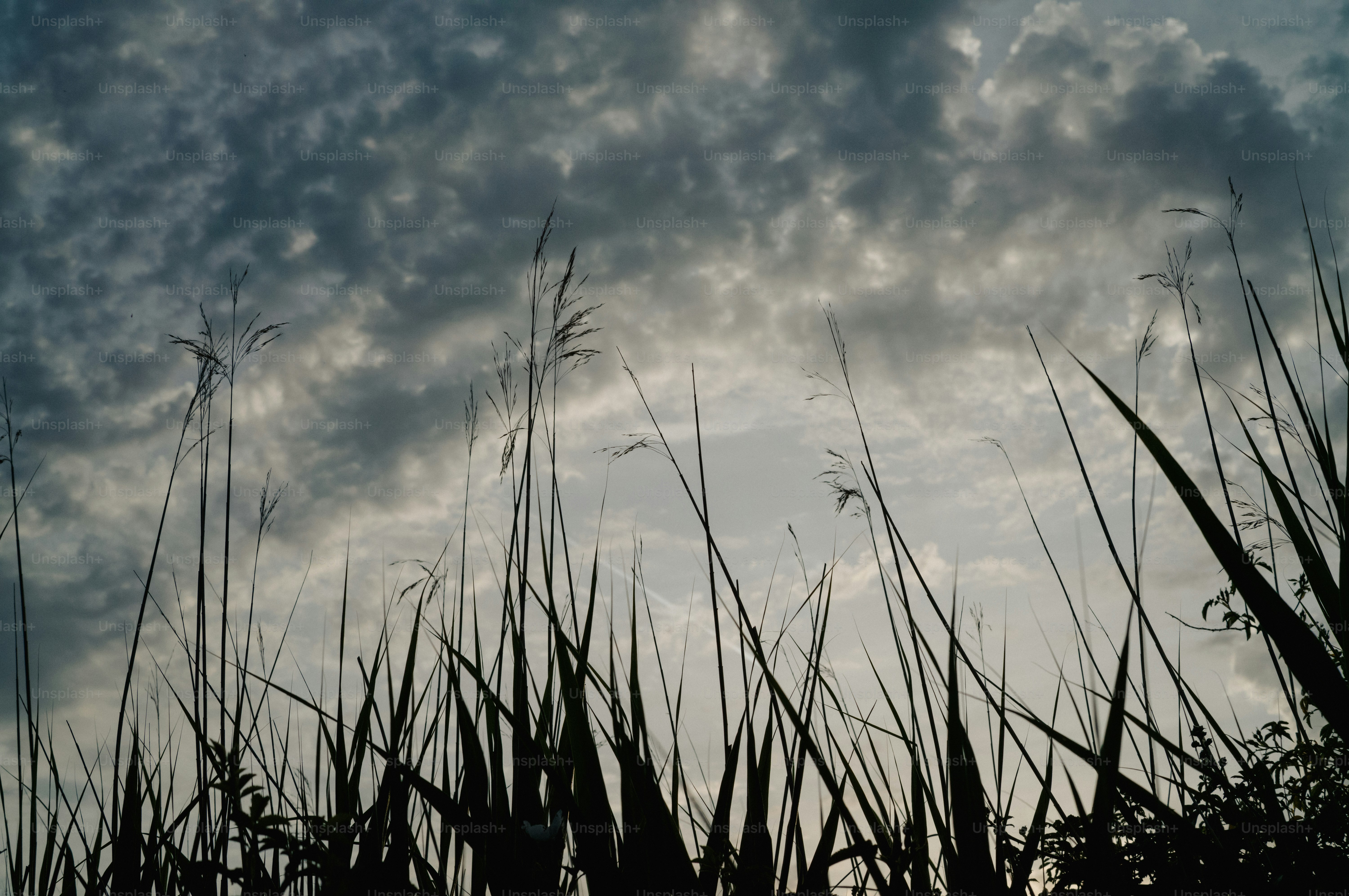 Dark, cloudy sky above silhouetted tall grass.