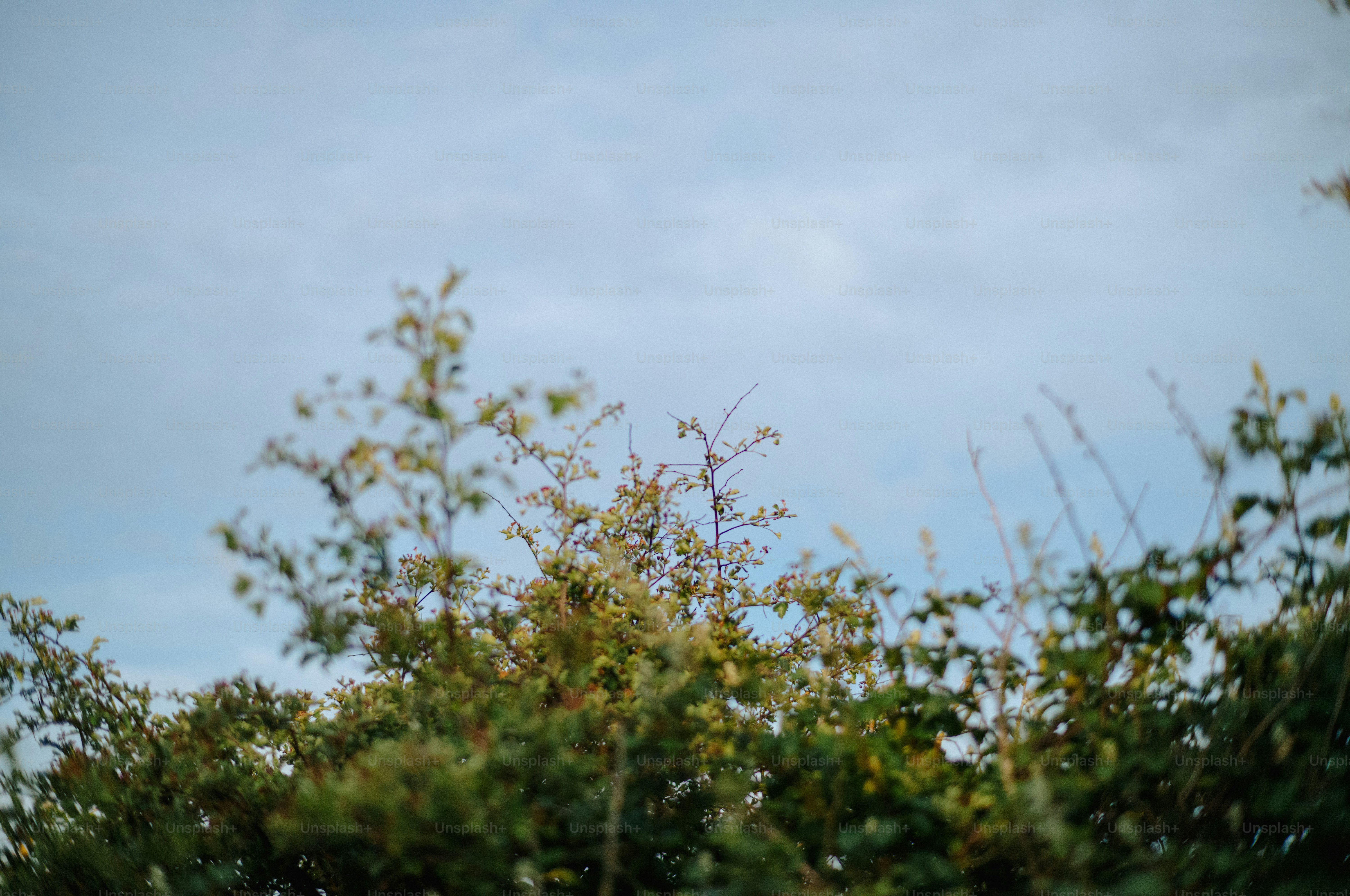 Green foliage under a light blue cloudy sky.