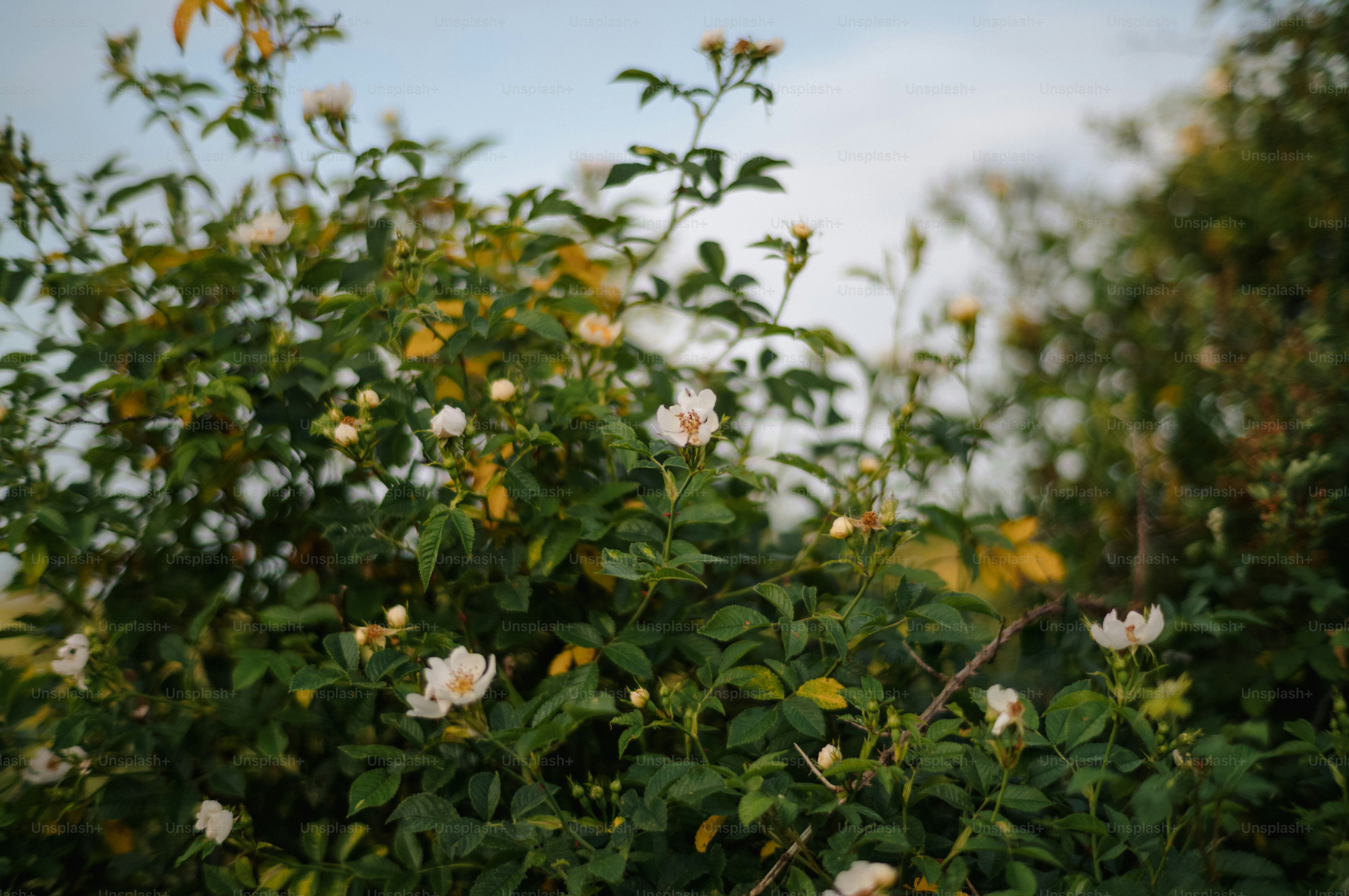 Small white flowers blooming on a lush green bush.