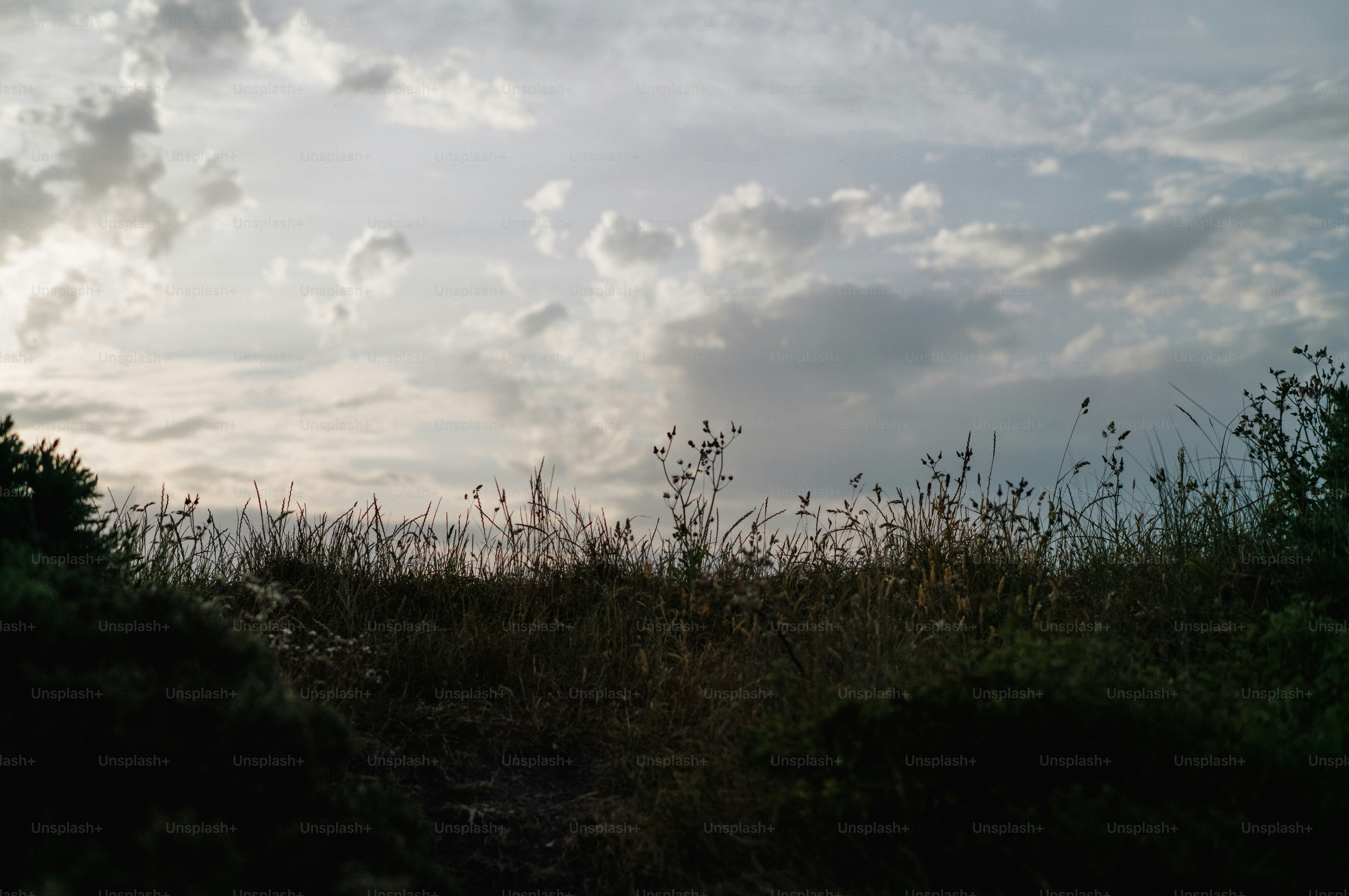 Silhouetted plants against a cloudy, bright sky.