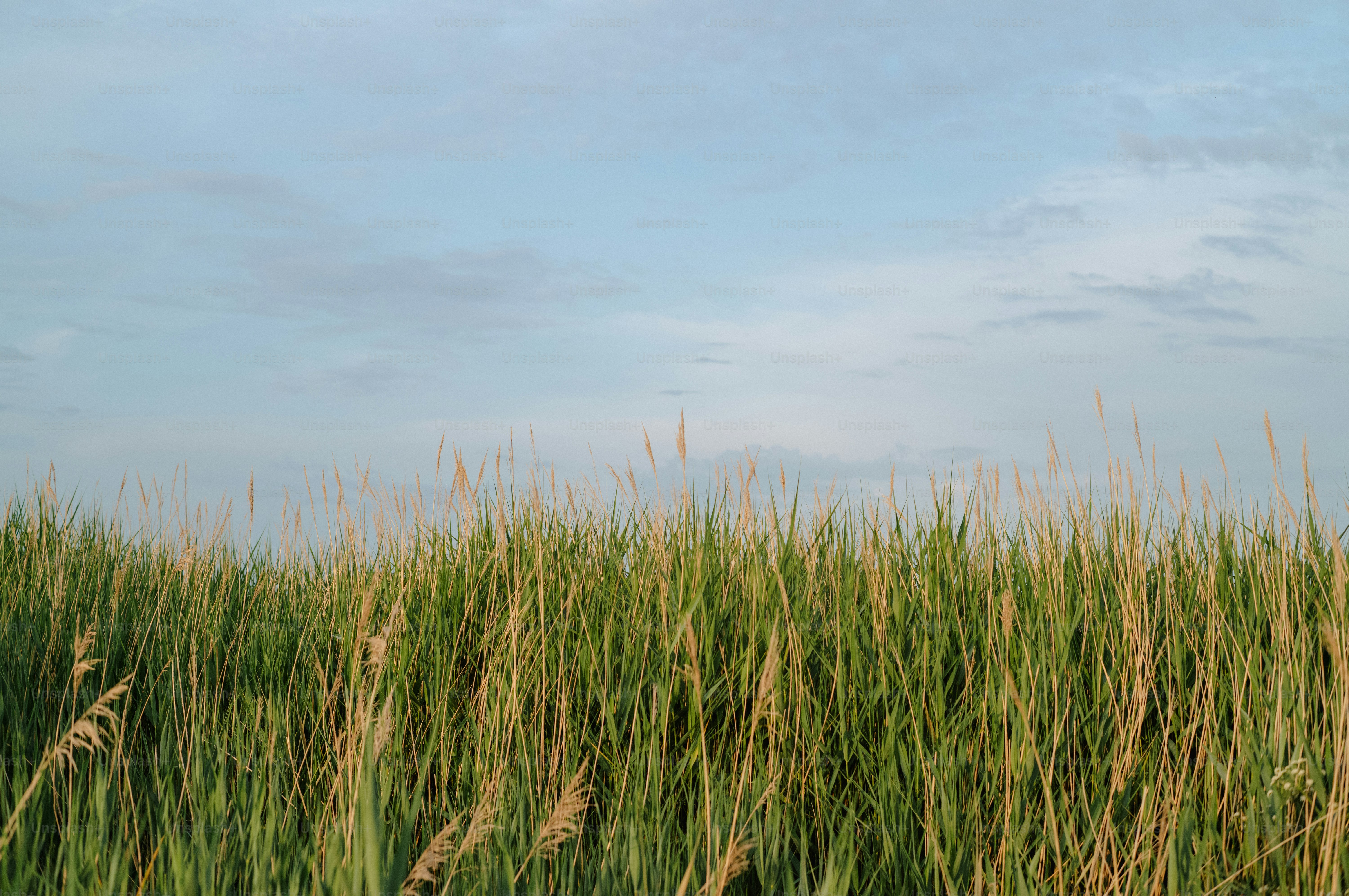 Tall green and golden grass under a clear blue sky.