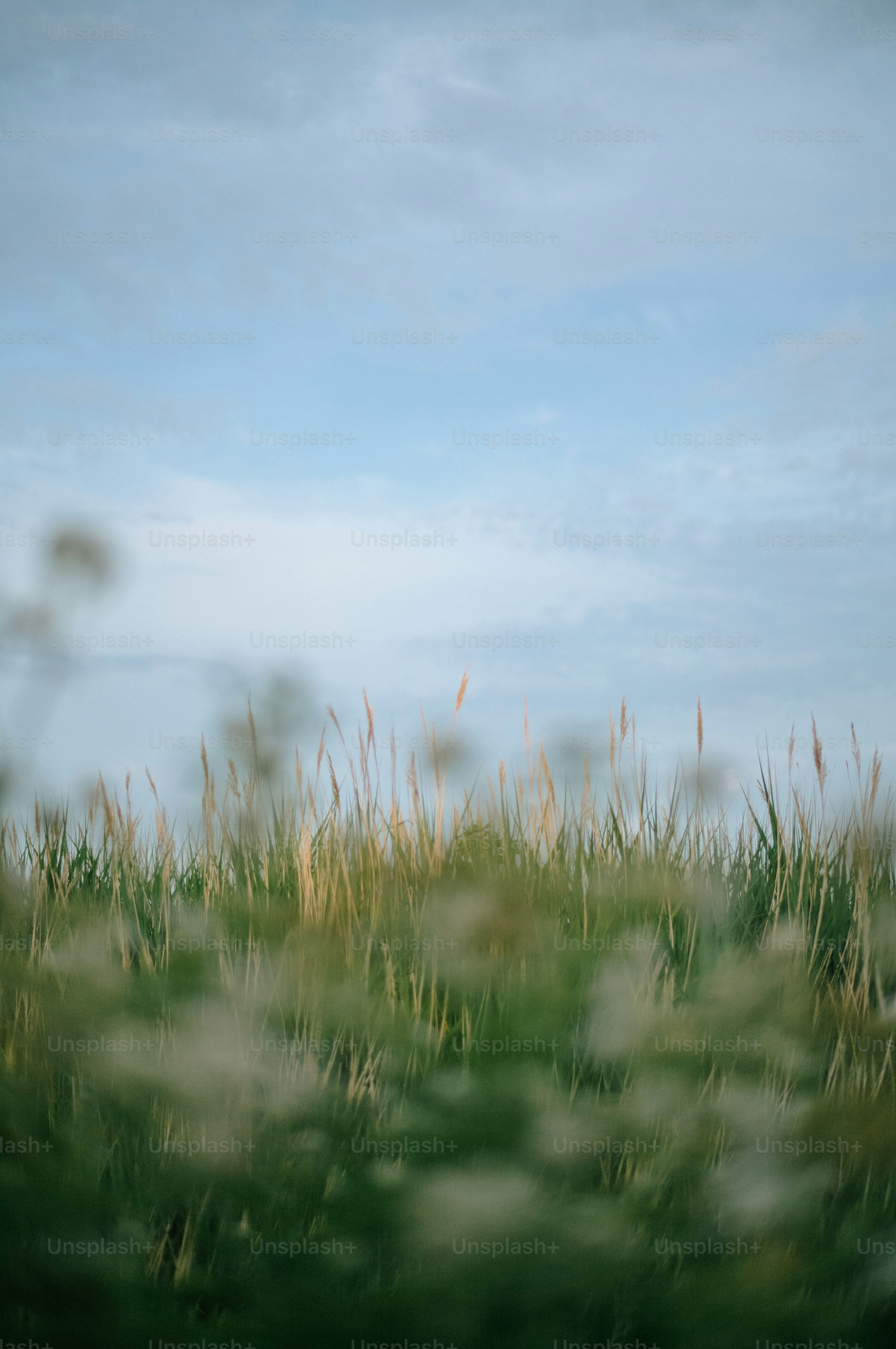 Green and golden grass under a soft blue sky.