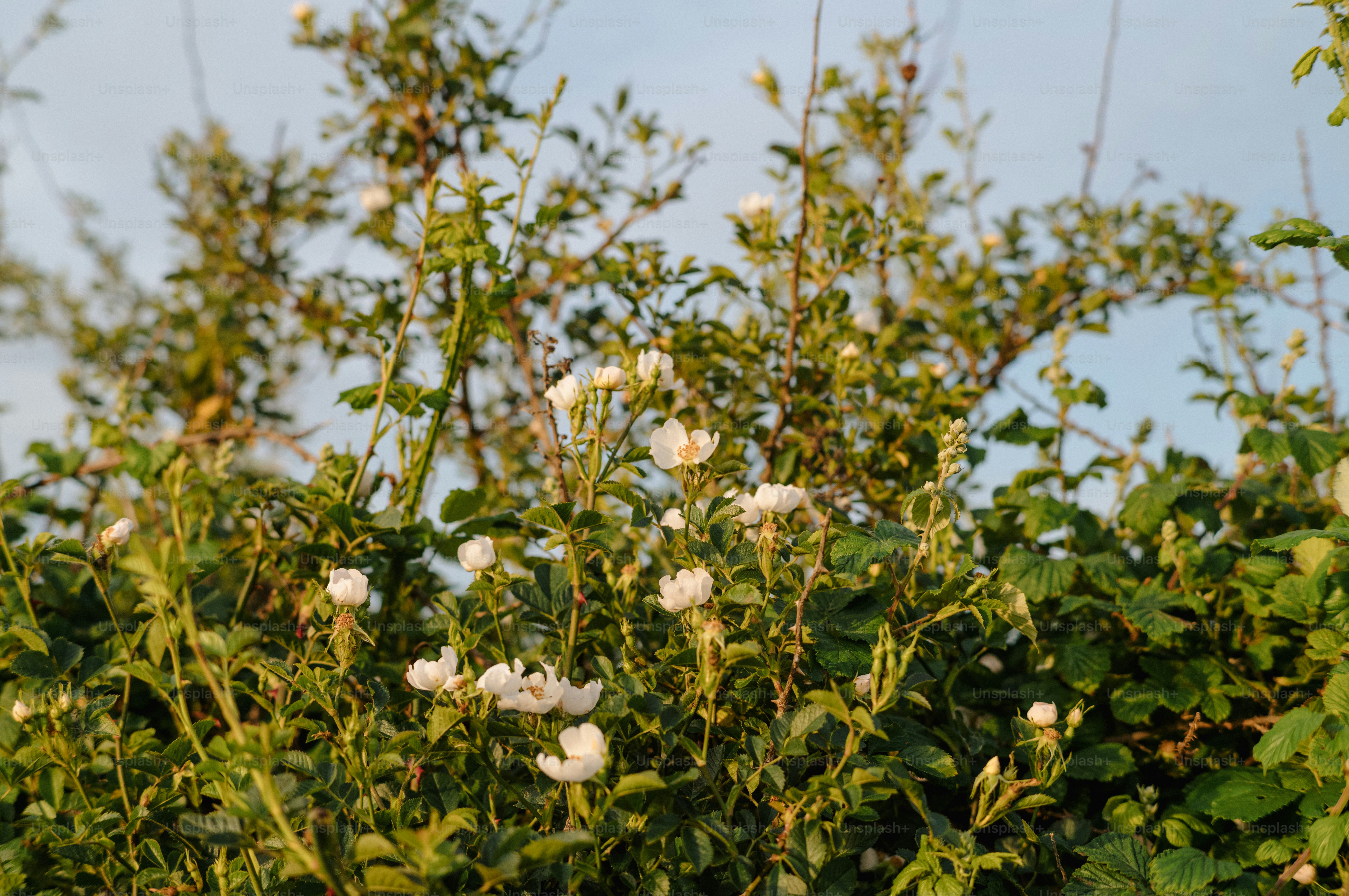 Green plants with small white flowers under a blue sky.