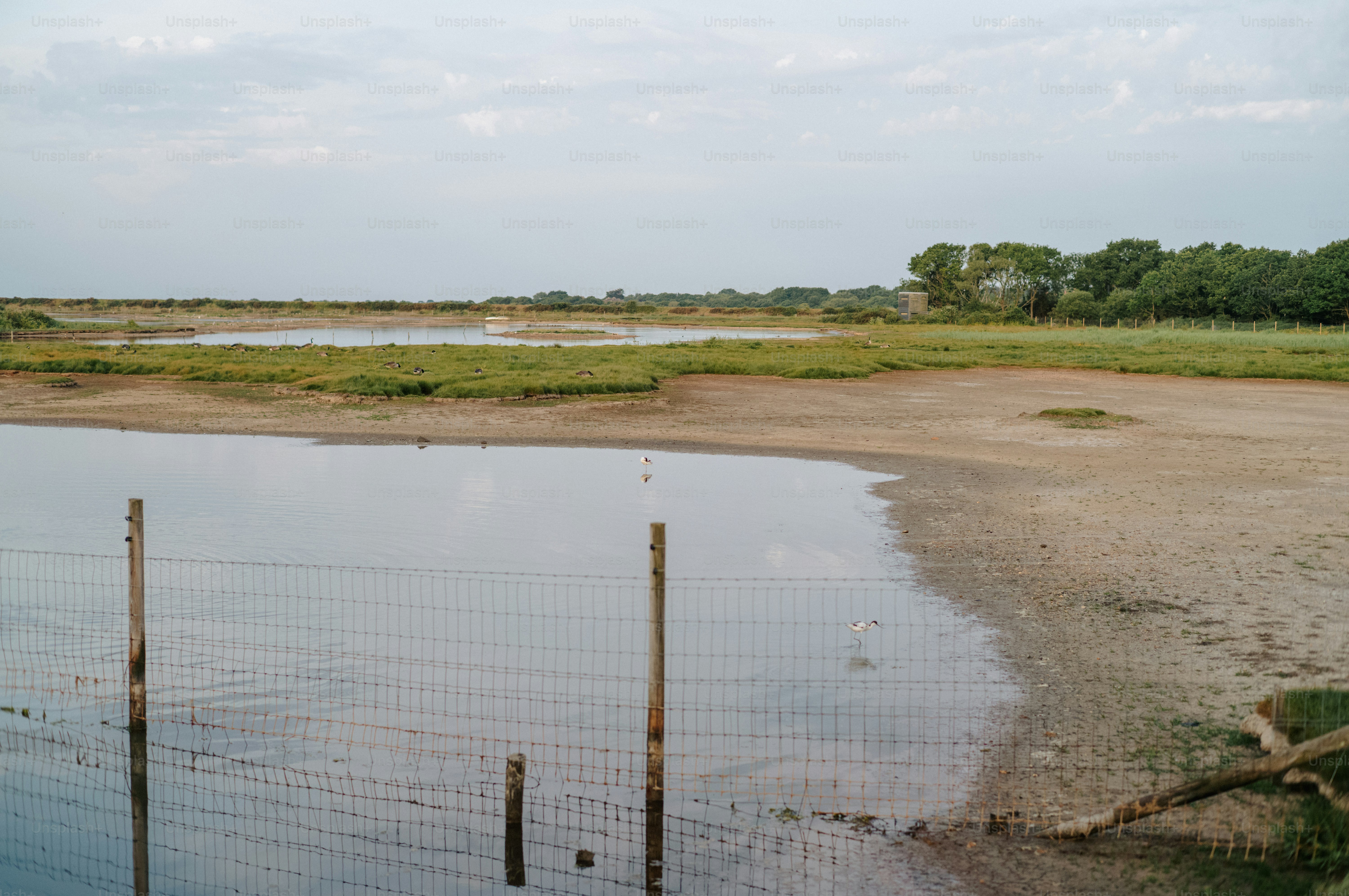 Pond with wooden posts, muddy shore, and green landscape.