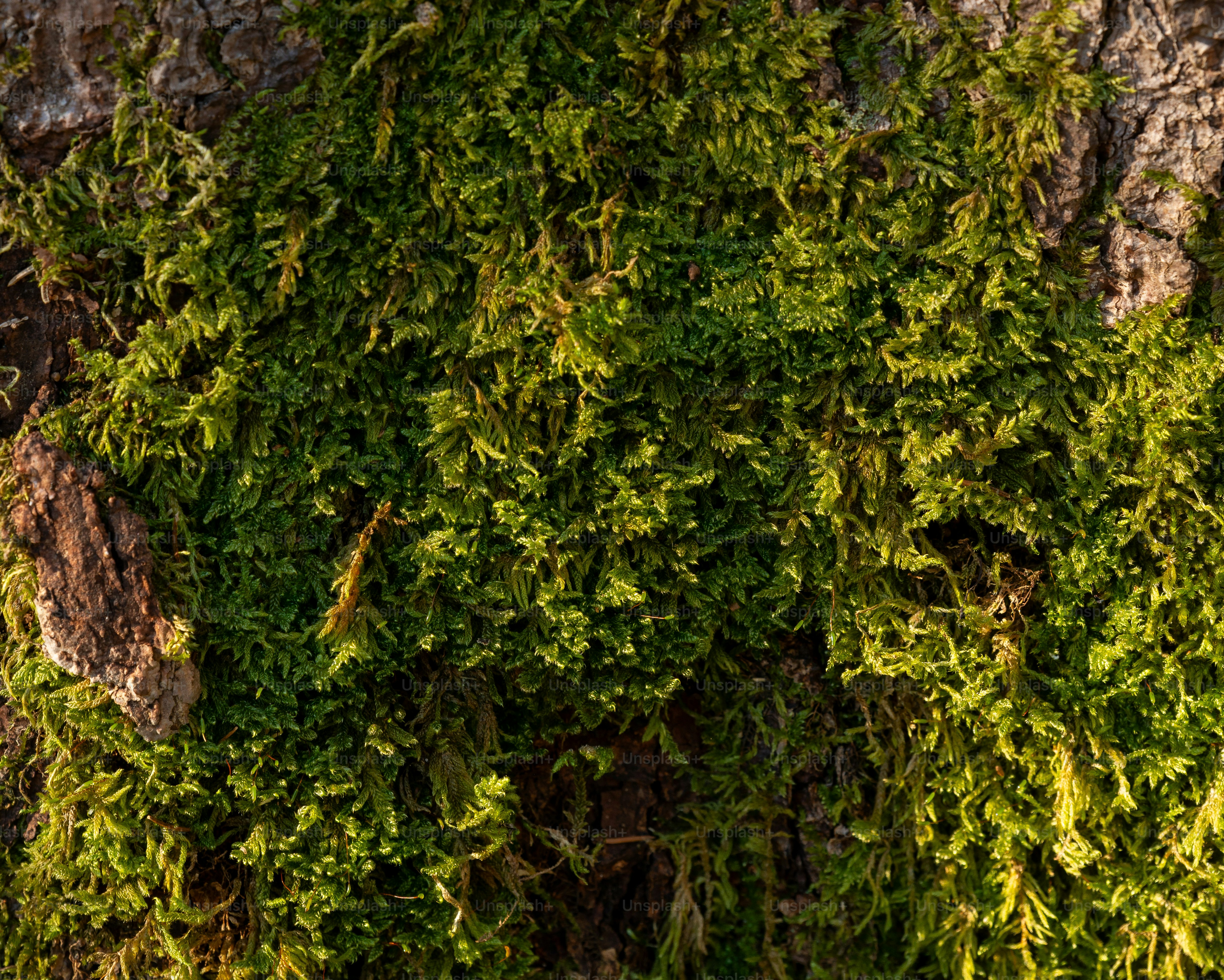 Green moss growing on rough tree bark texture.