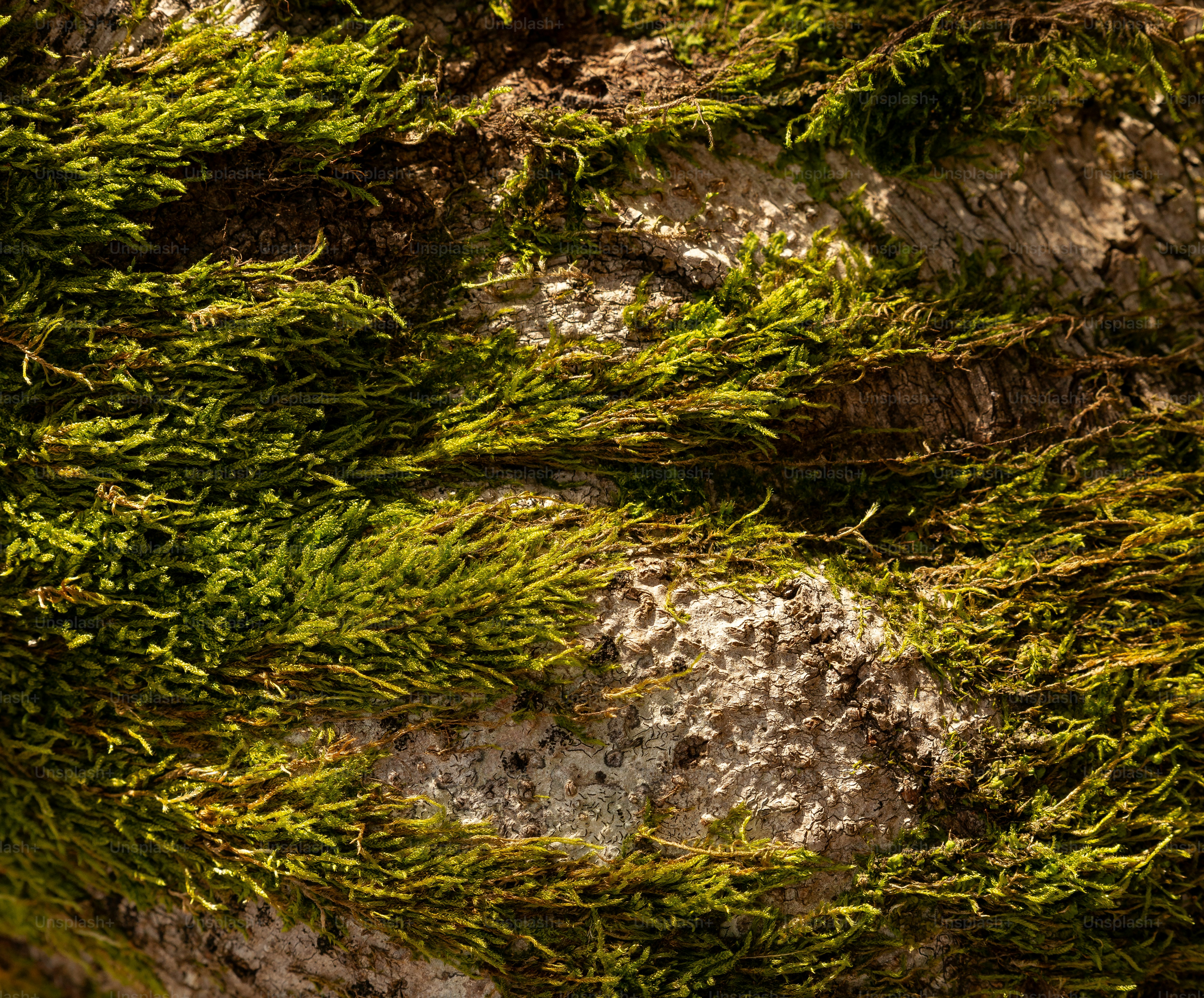 Green moss growing on rough tree bark texture.