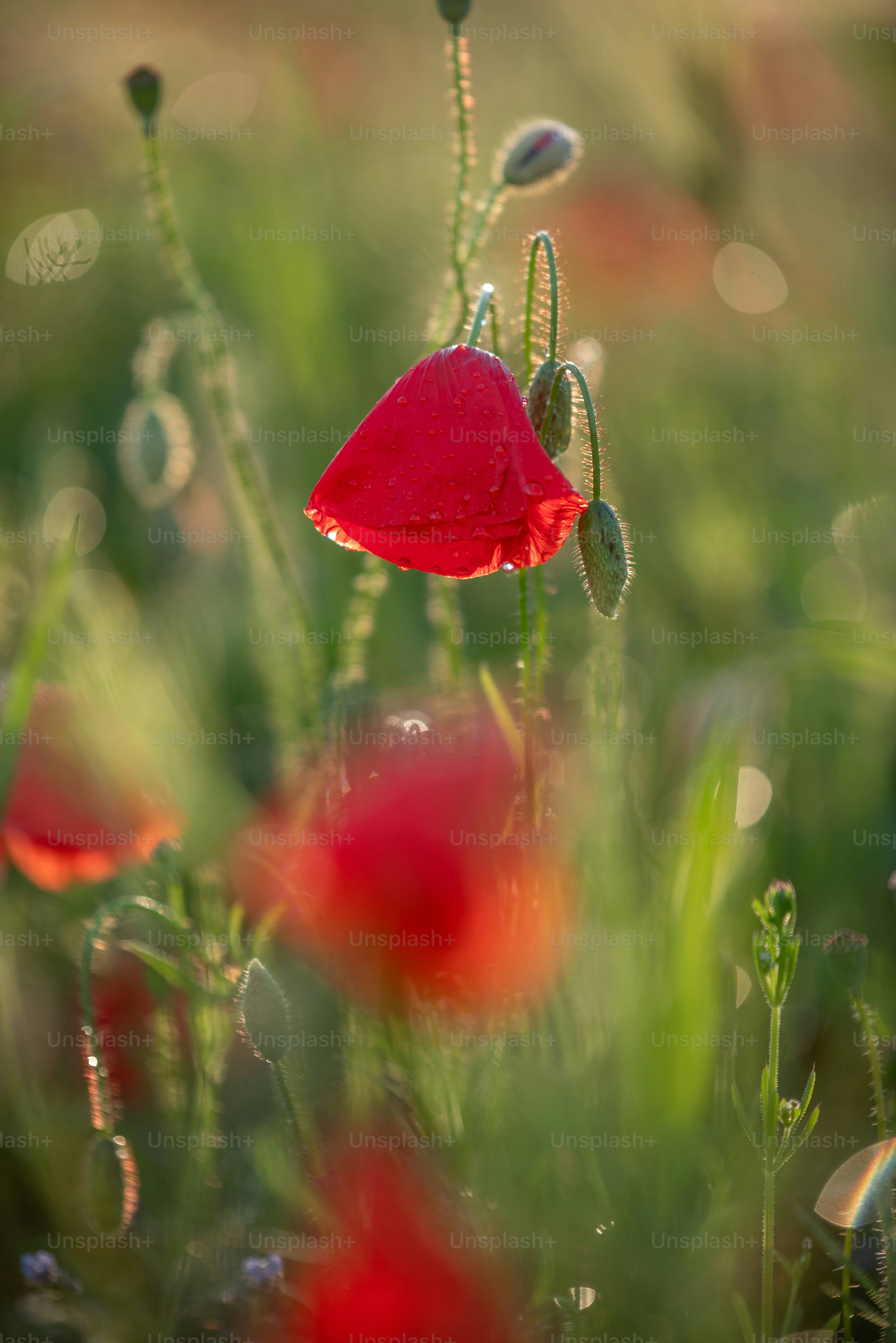 Red poppy flowers blooming in a sunlit field with bokeh.