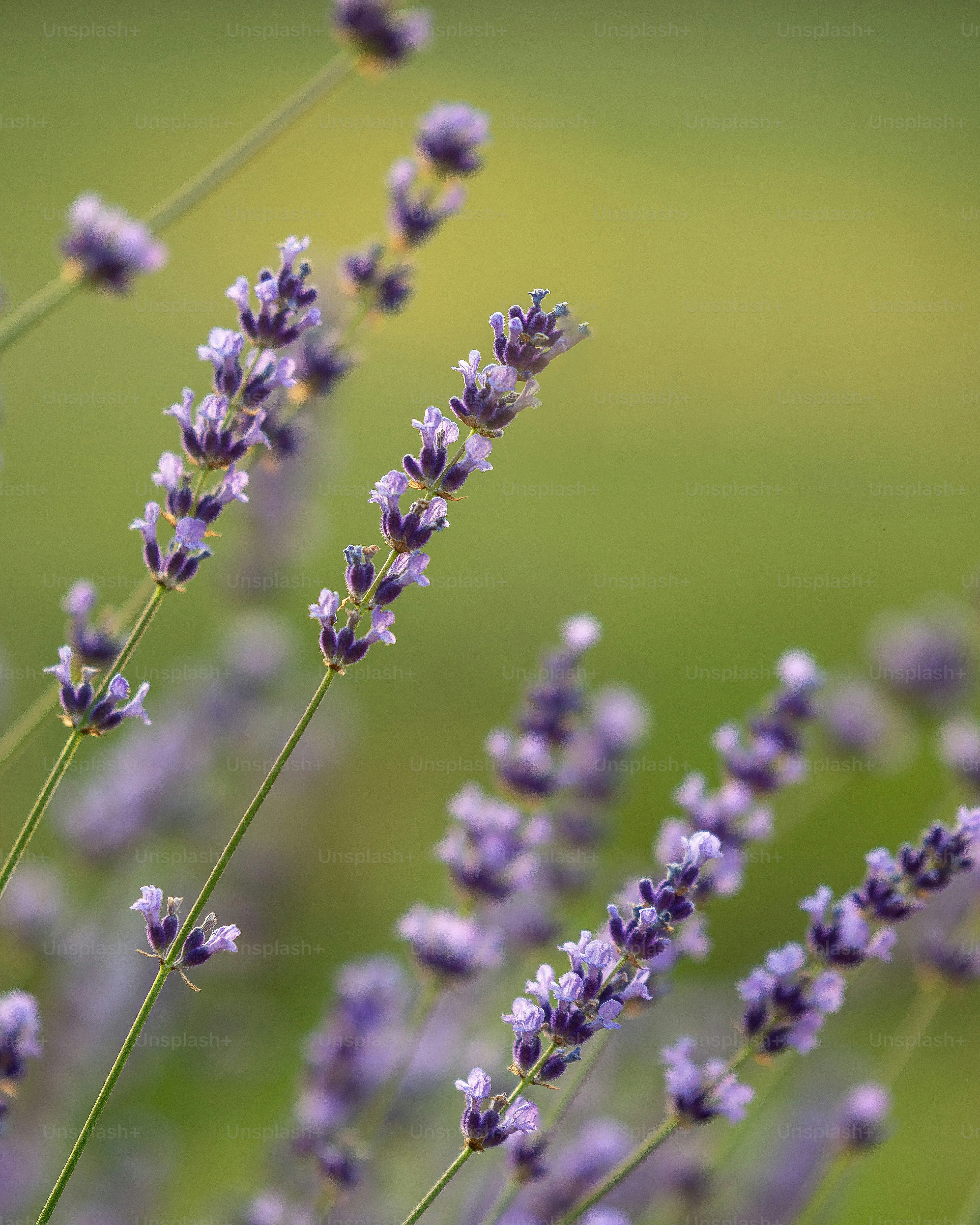 Purple lavender flowers against a soft green background.