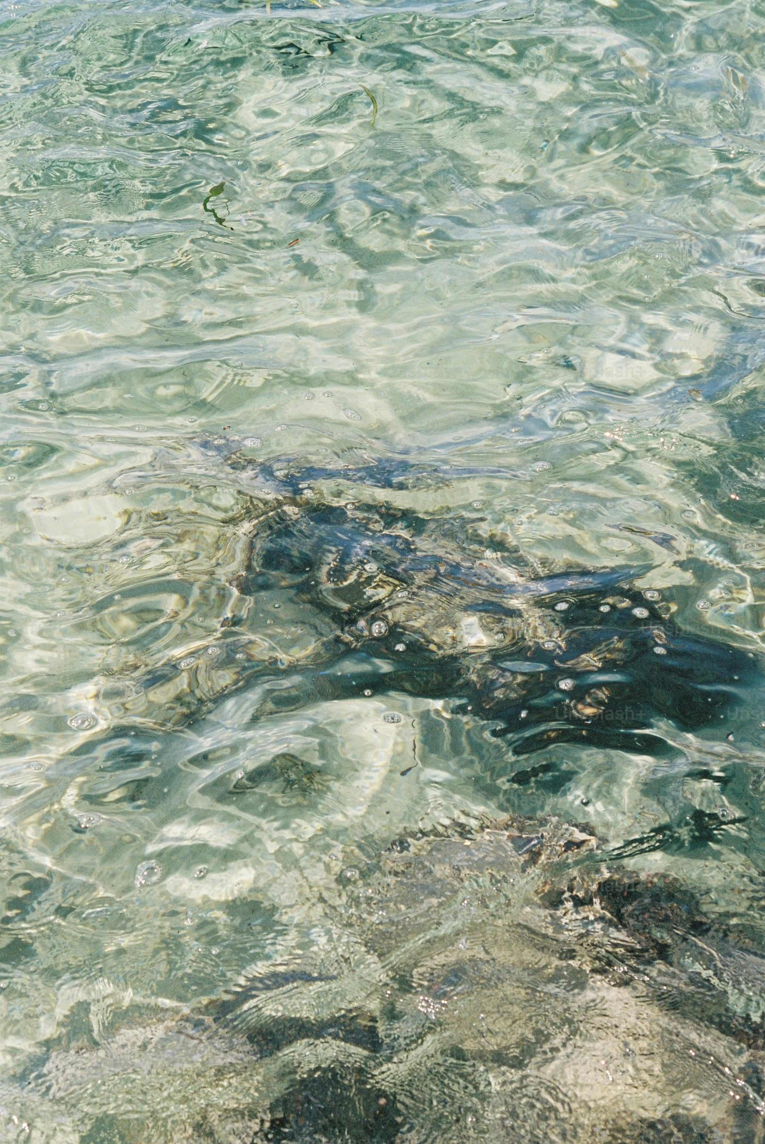 A dark object submerged in clear, rippling ocean water