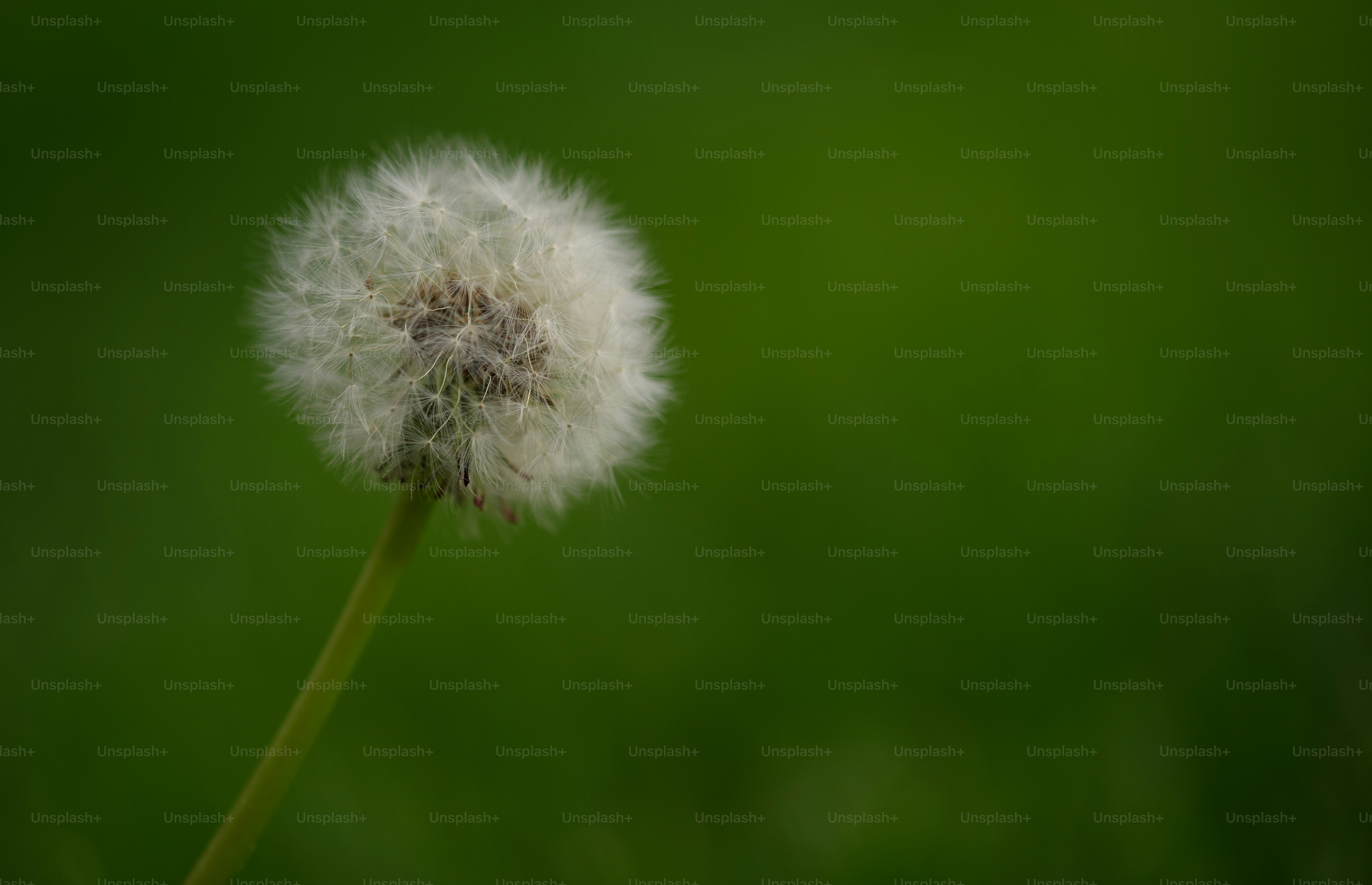 A single fluffy dandelion seed head against a green background.