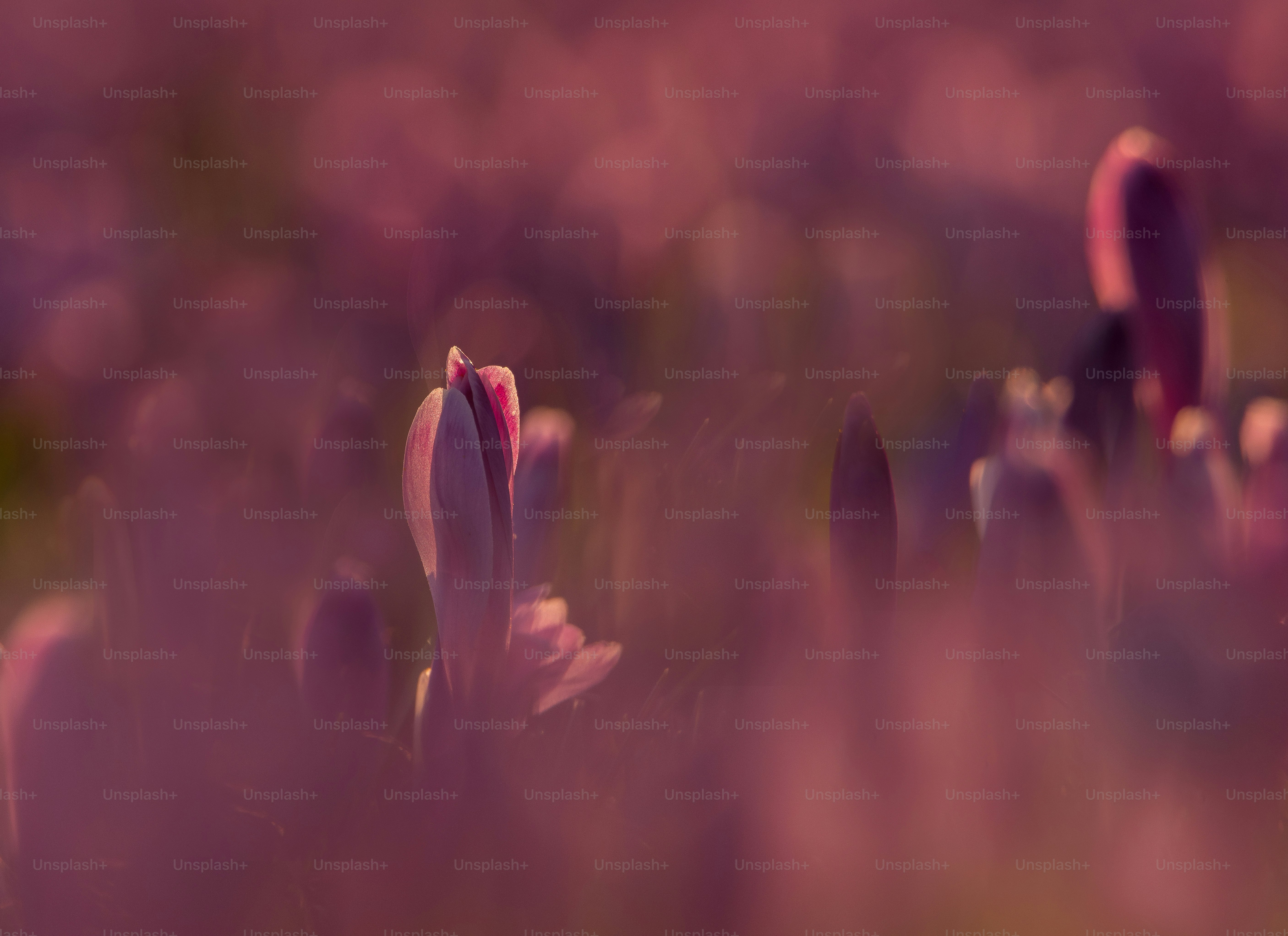 Soft focus purple flowers blooming in a dreamy, warm light.