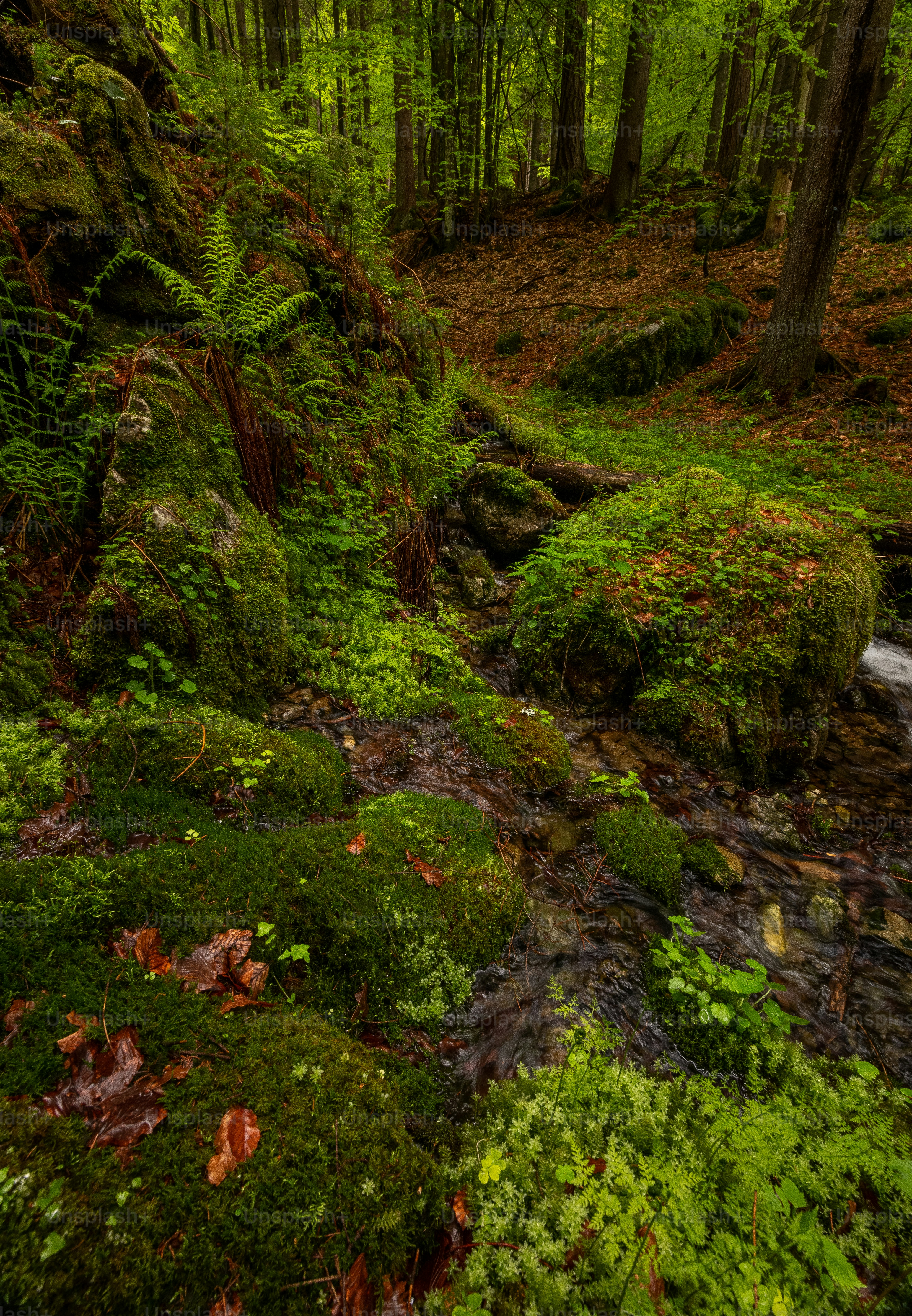 Lush green forest with moss-covered rocks and a small stream.