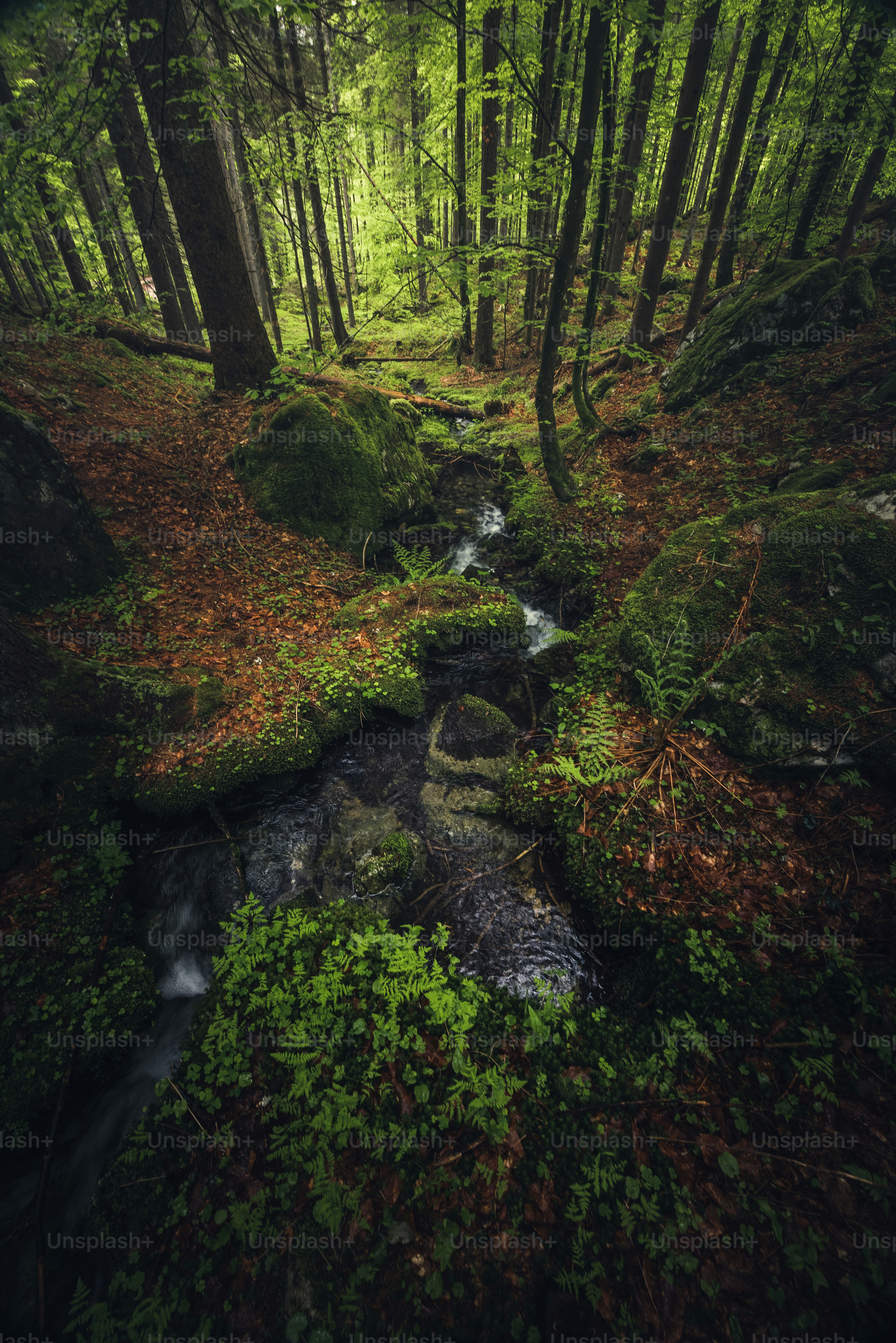 A serene stream flows through a lush green forest.