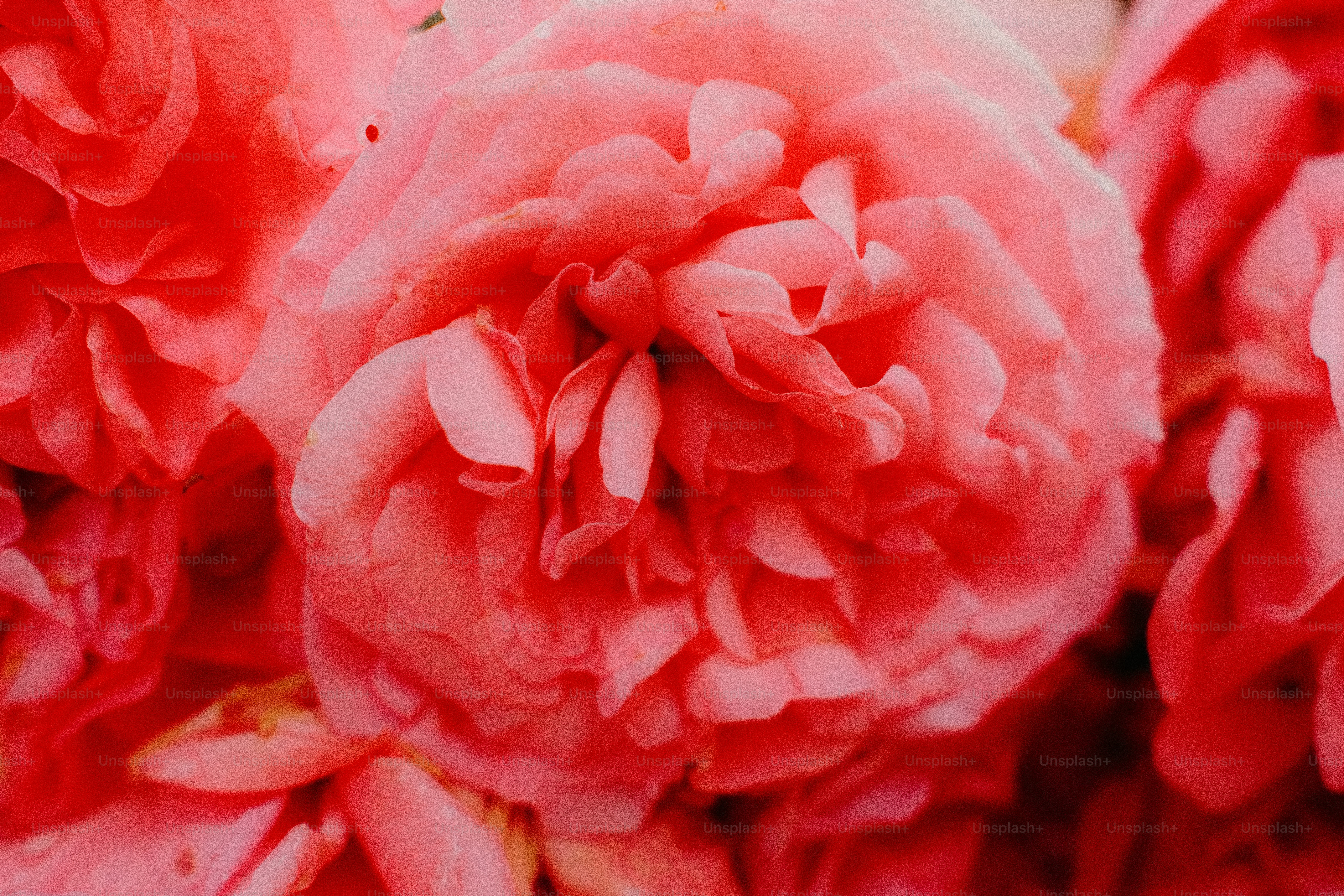 鮮やかなピンクのバラがたくさんの花びらを咲かせている