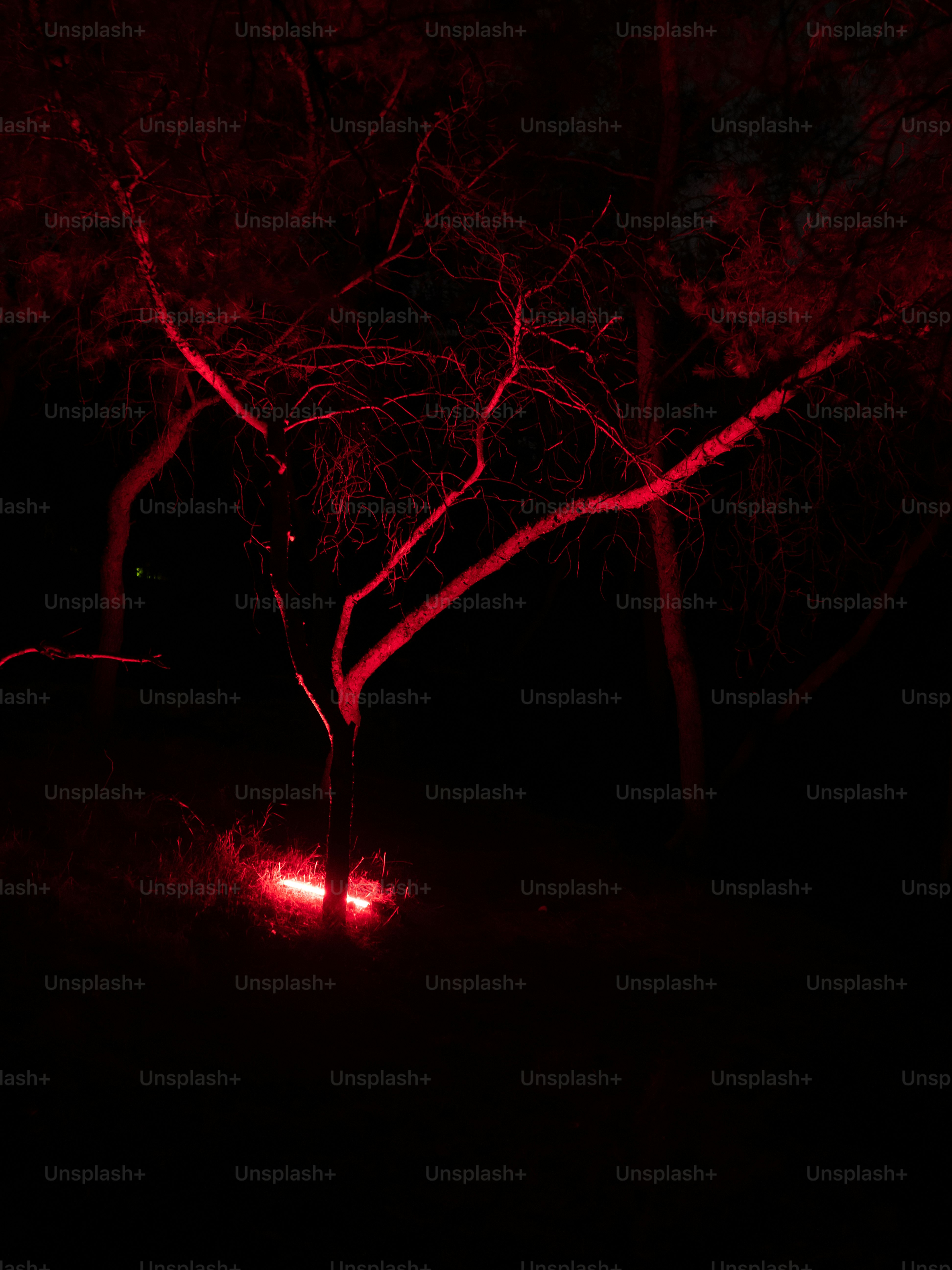 Pepohonan diterangi oleh cahaya merah pekat di malam hari.