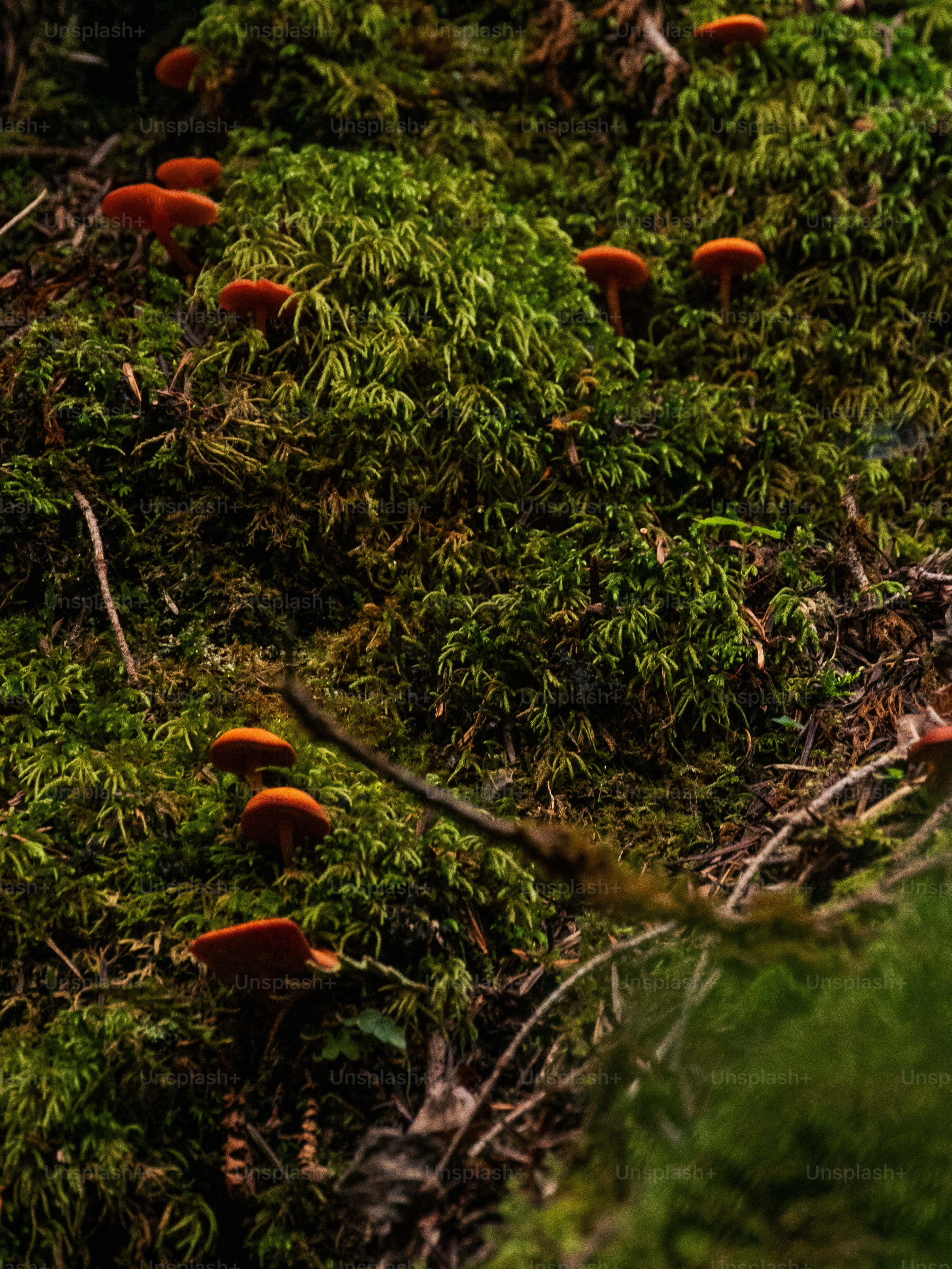 Pequenos cogumelos laranja crescendo em musgo verde vibrante.