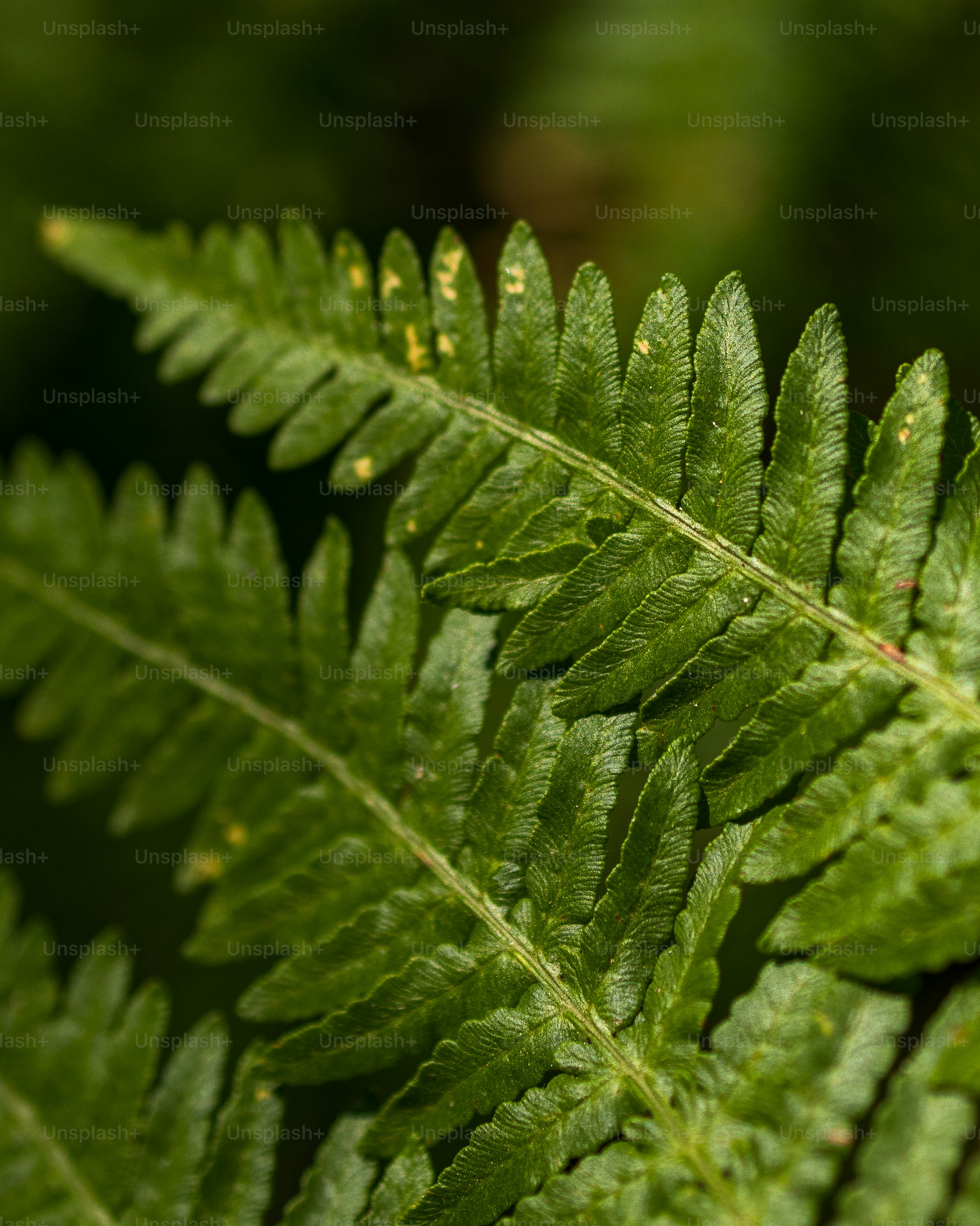 Close das folhas vibrantes de samambaia verde na natureza.