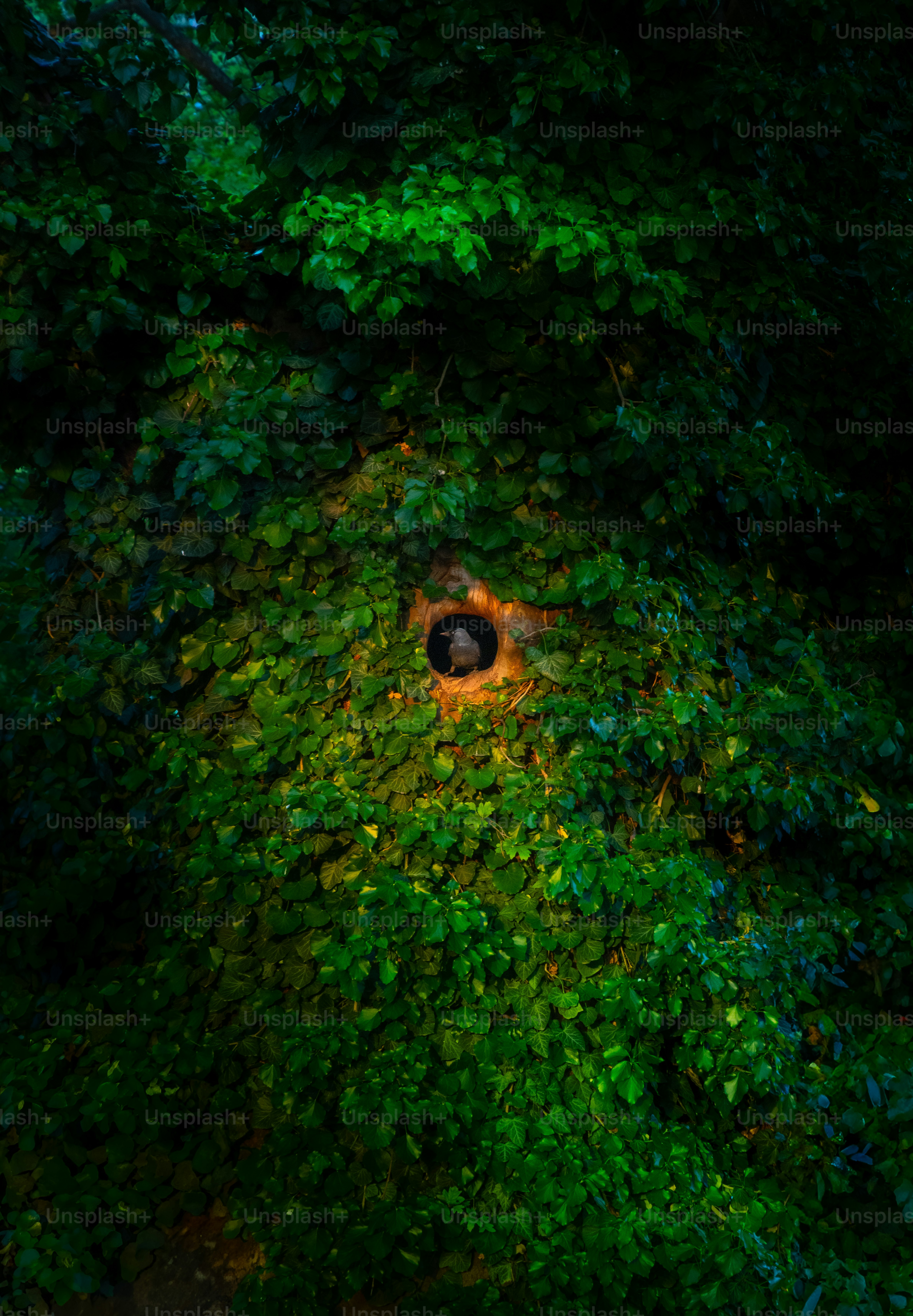 Um buraco escuro em uma parede densa de folhas verdes.