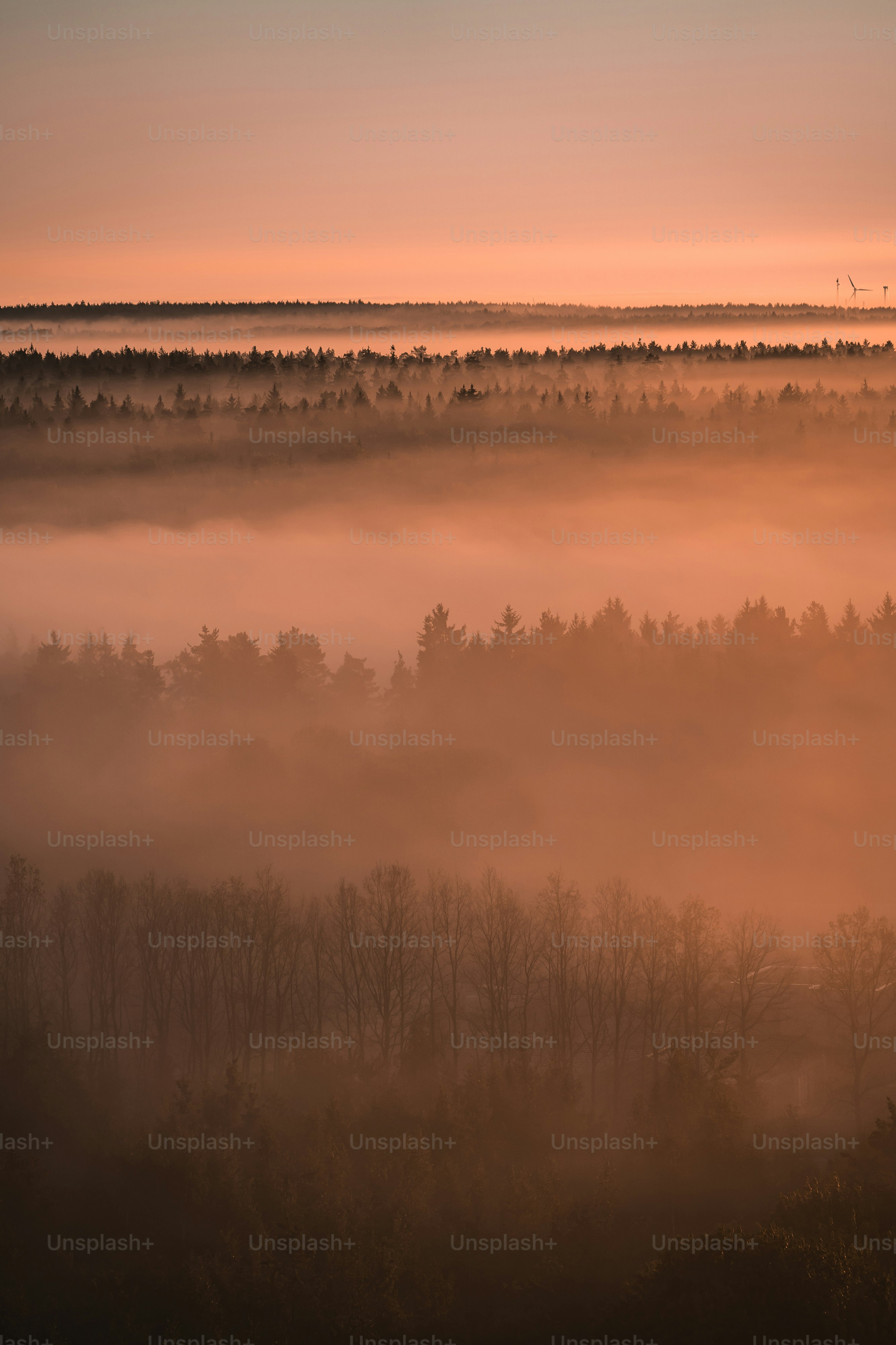 Foggy forest bathed in warm, ethereal morning light.