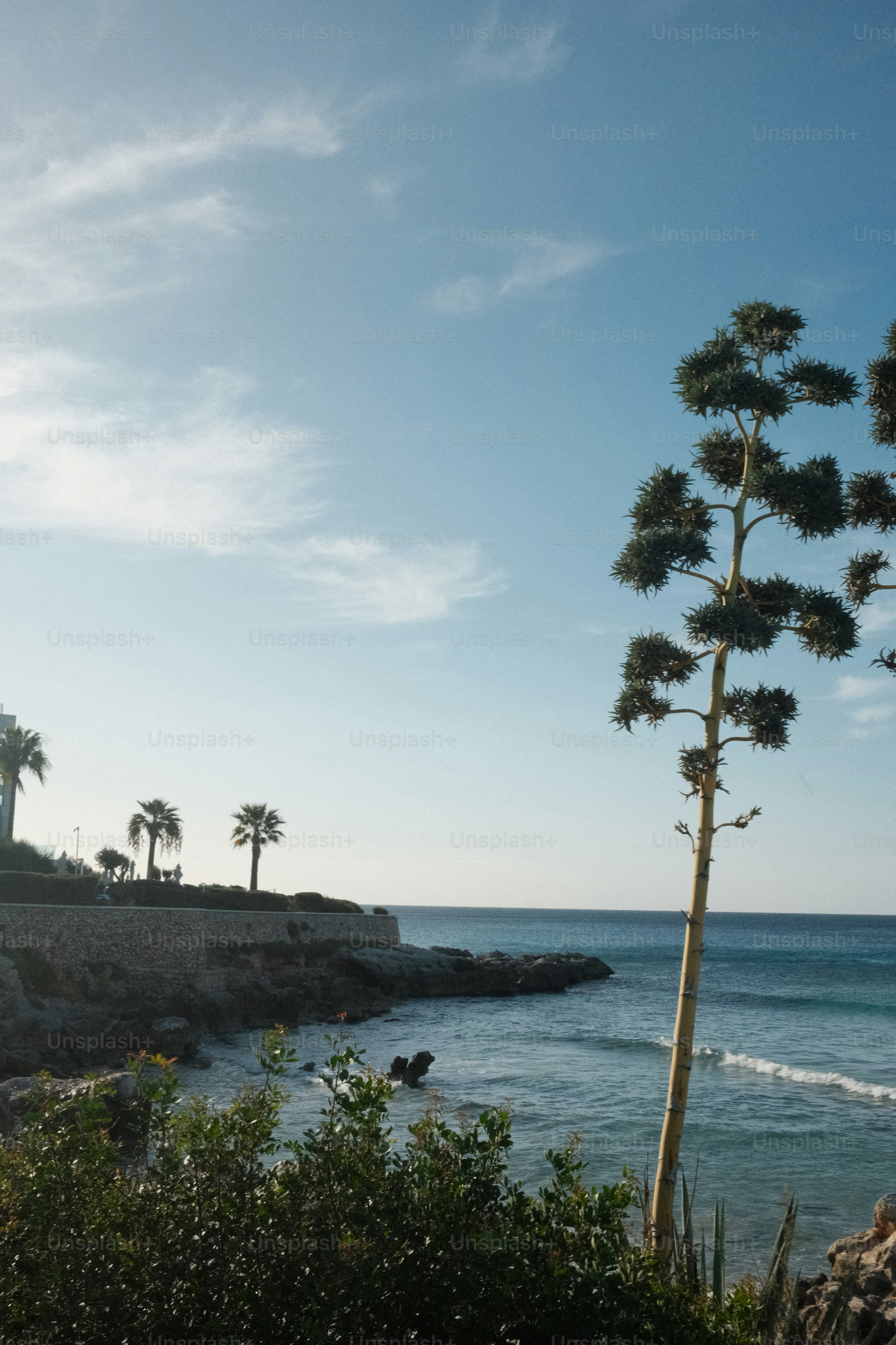 Planta alta junto al océano azul y la costa rocosa.
