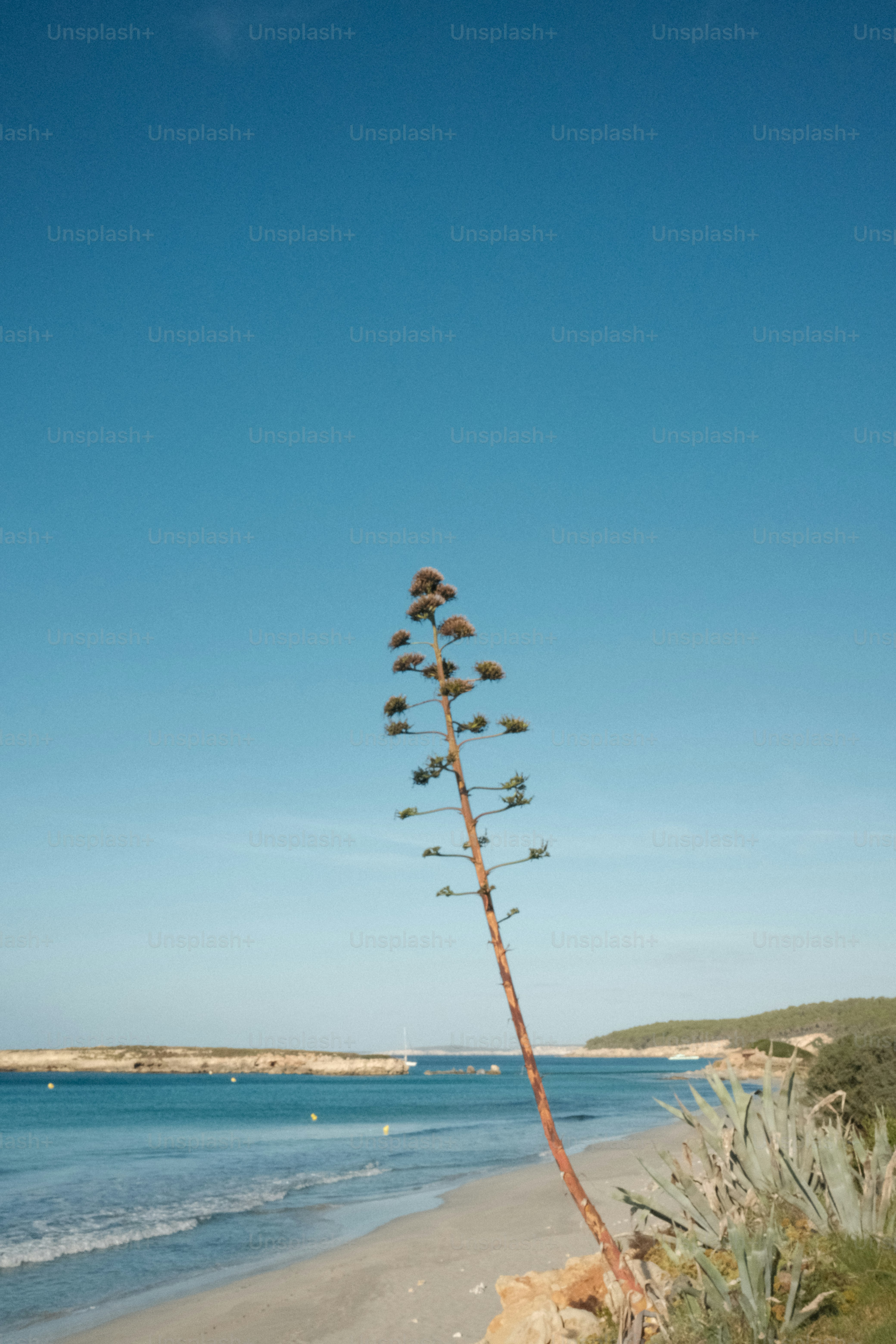 Una planta de agave domina una playa serena y un océano azul.