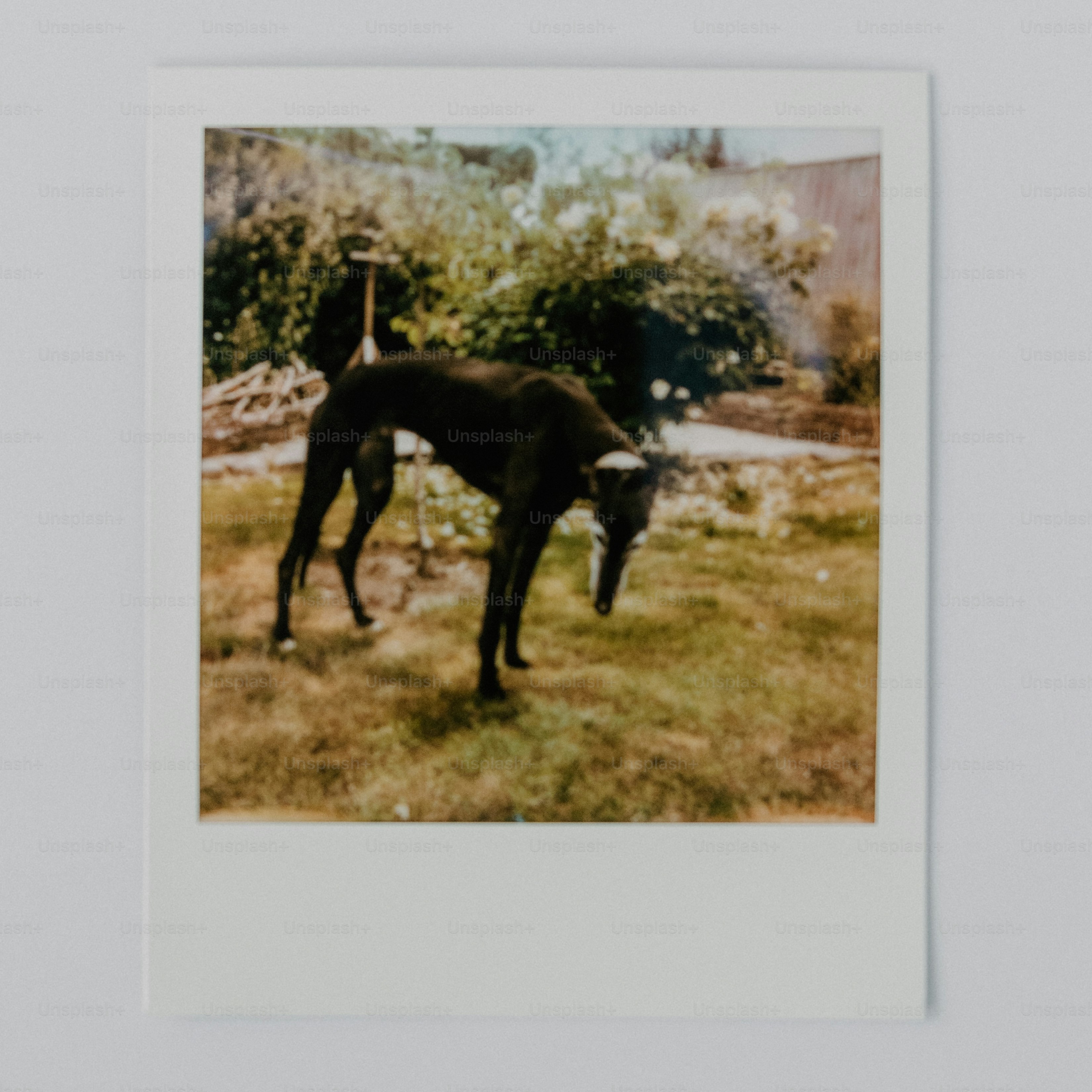 A dark dog sniffs the ground outdoors.