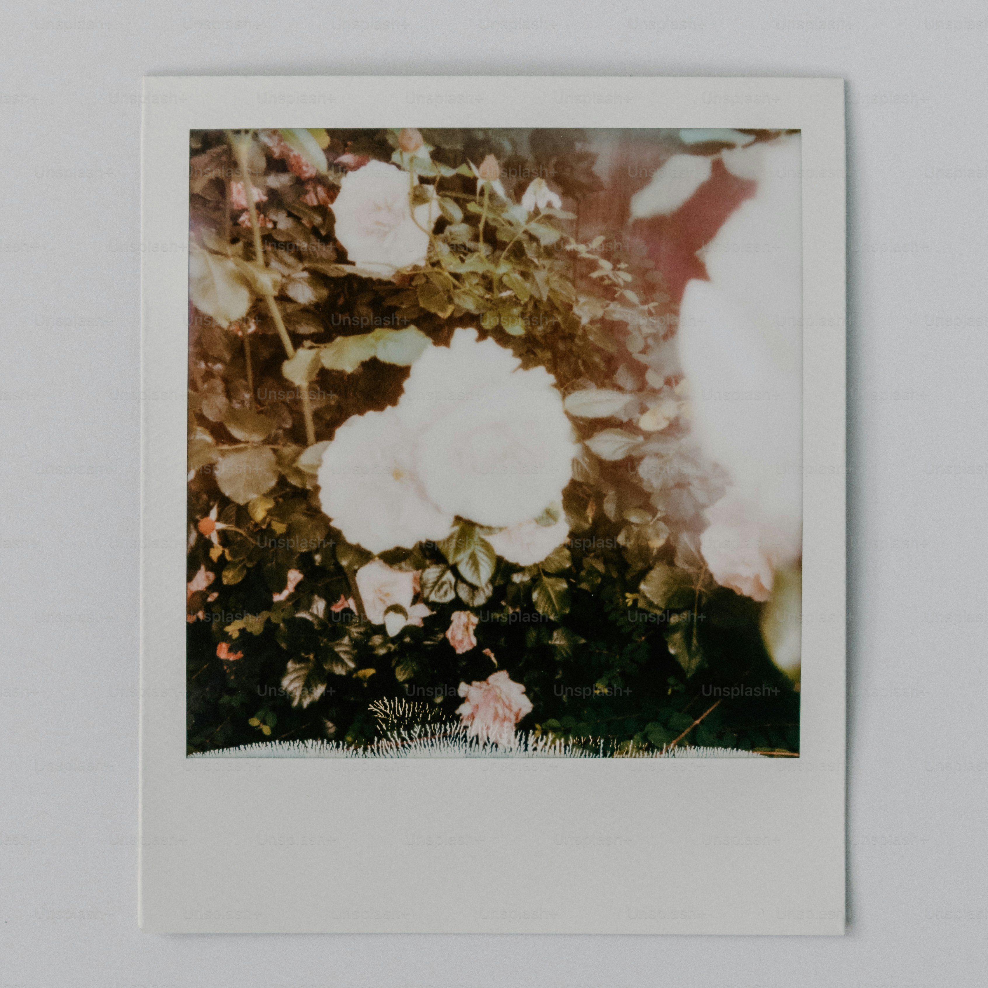 Polaroid print displaying light roses among green foliage.