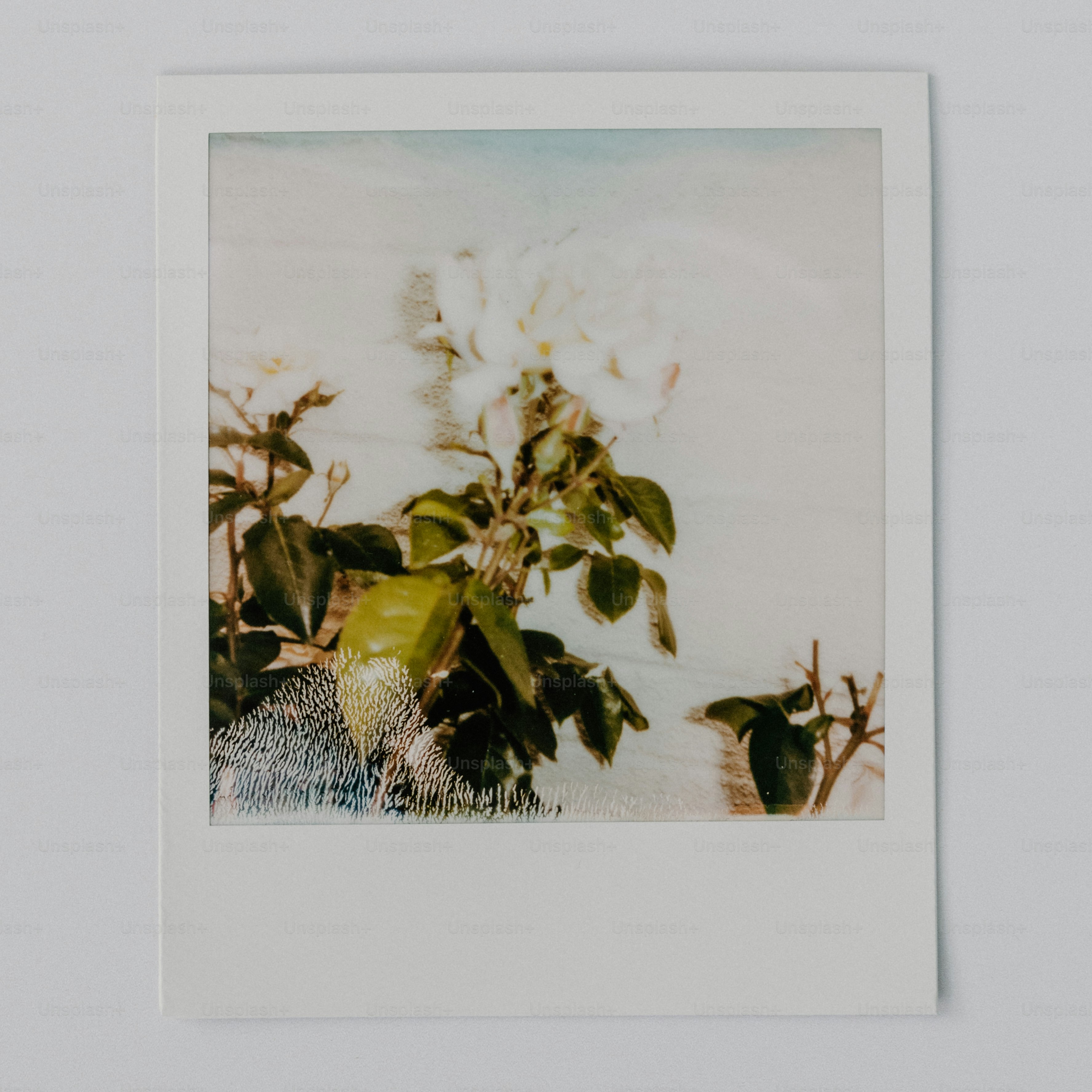 A polaroid print of white flowers and green leaves.