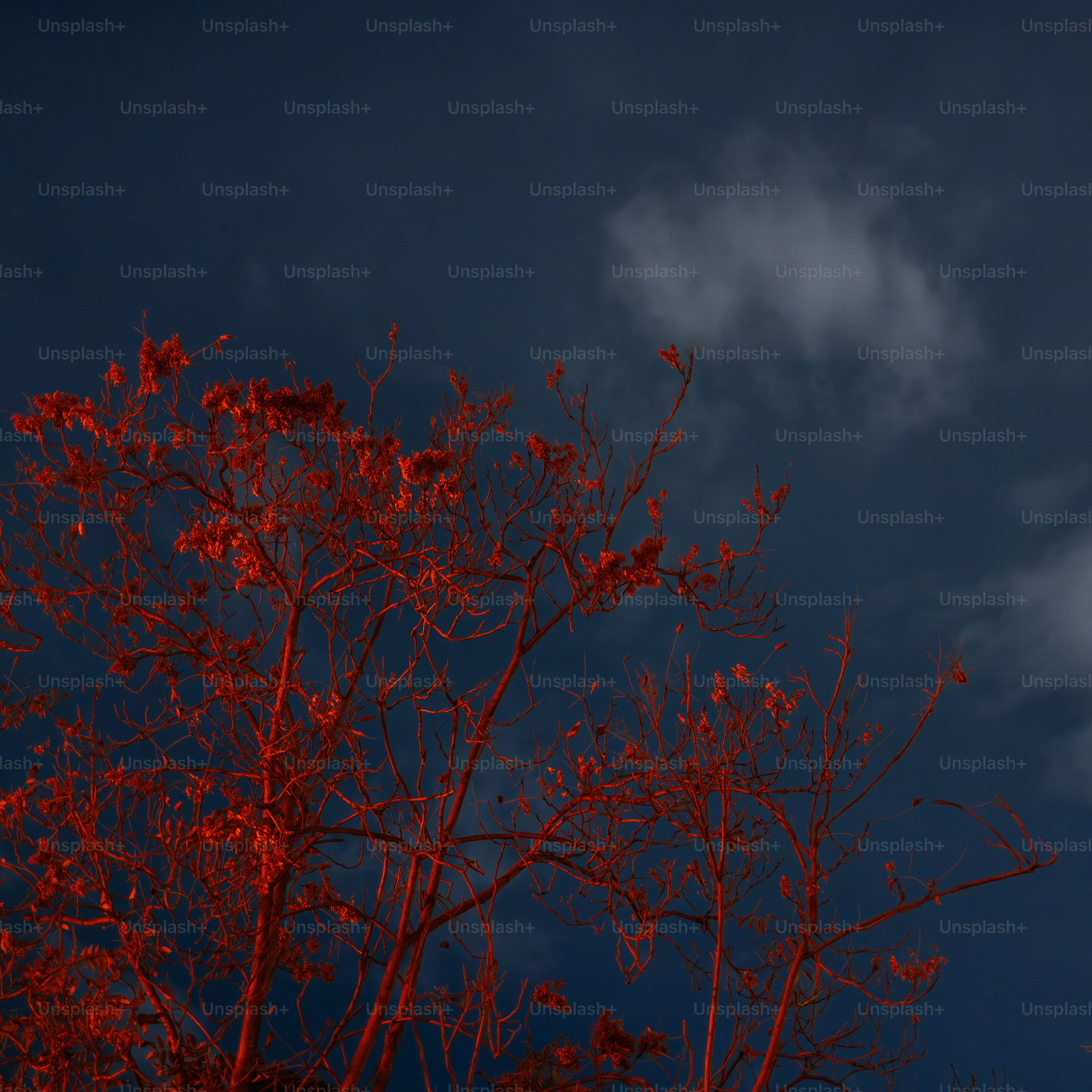 Pohon merah bercabang di langit biru tua dengan awan.