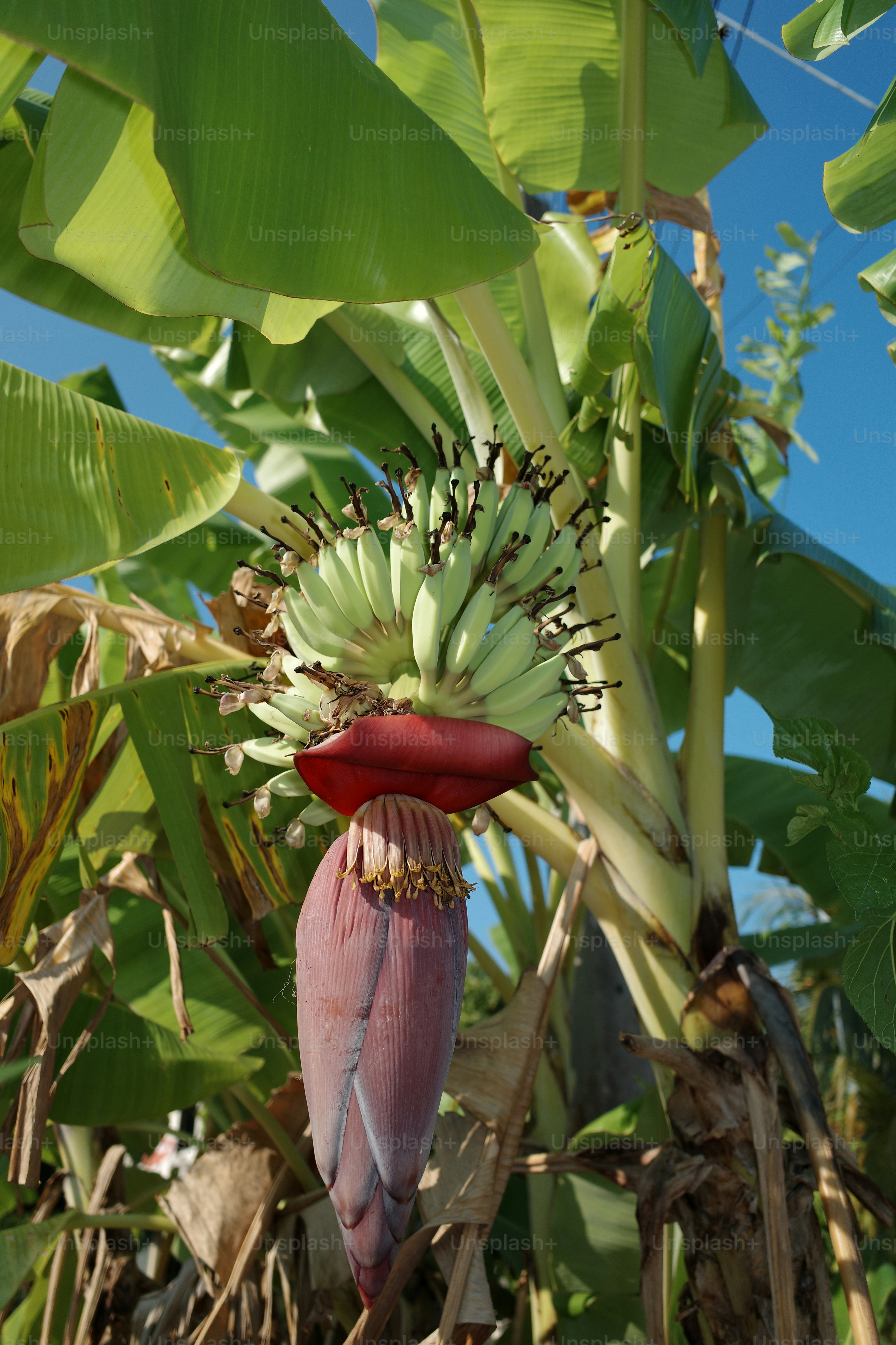 Tanaman pisang dengan pisang hijau dan bunga ungu.