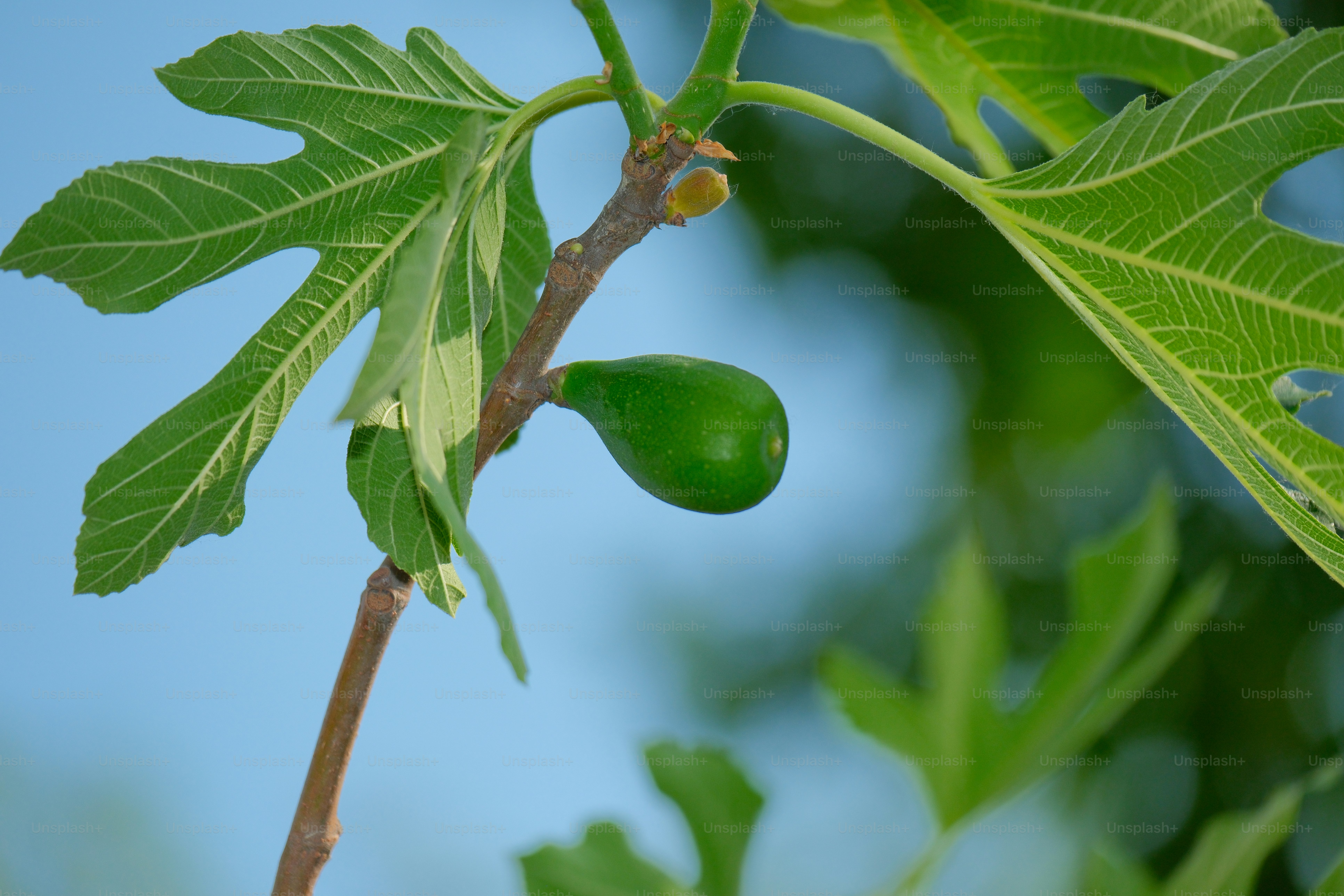 Satu buah ara hijau di cabang.