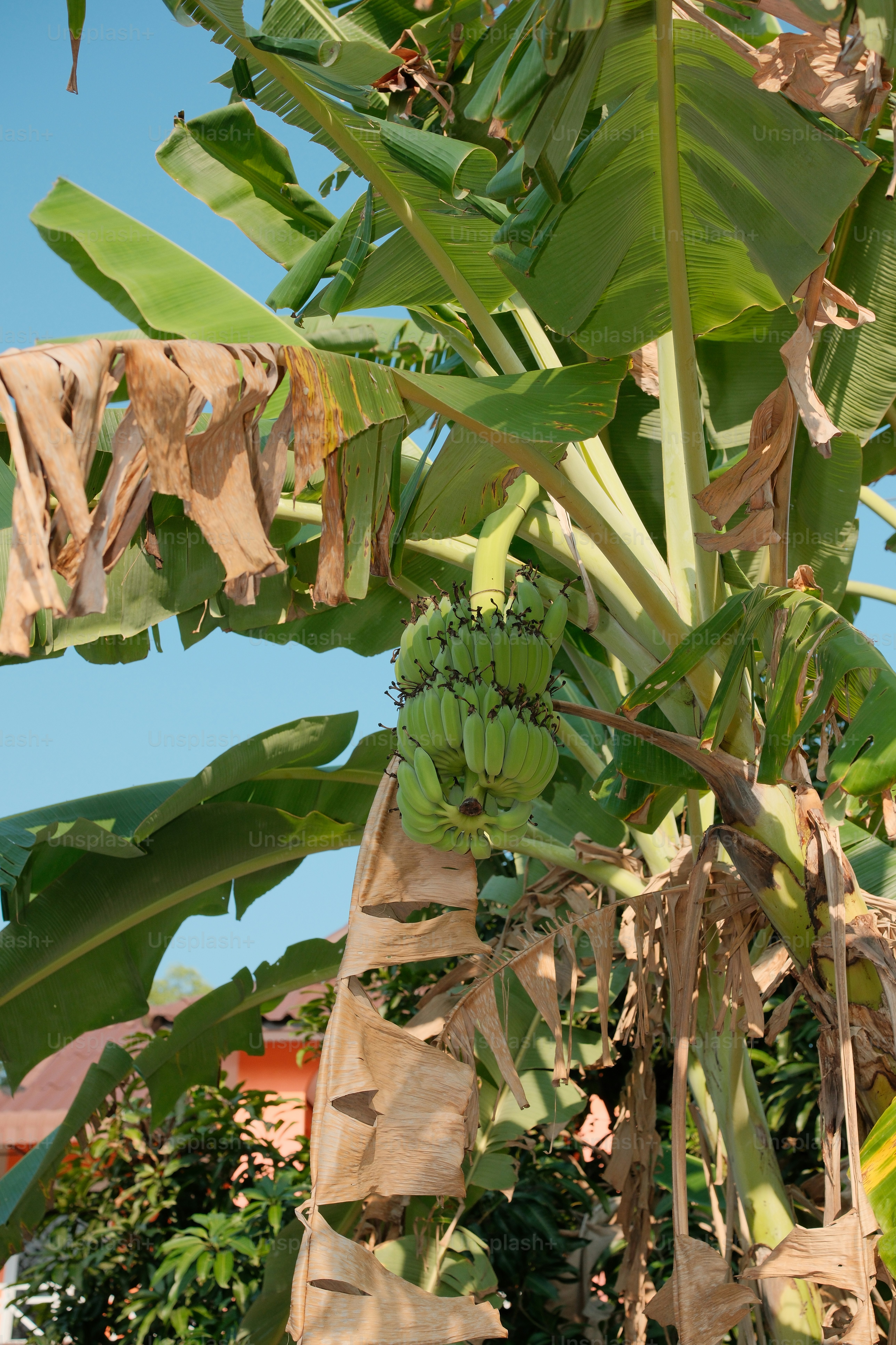 Pisang mentah tergantung di pohon pisang yang rimbun.