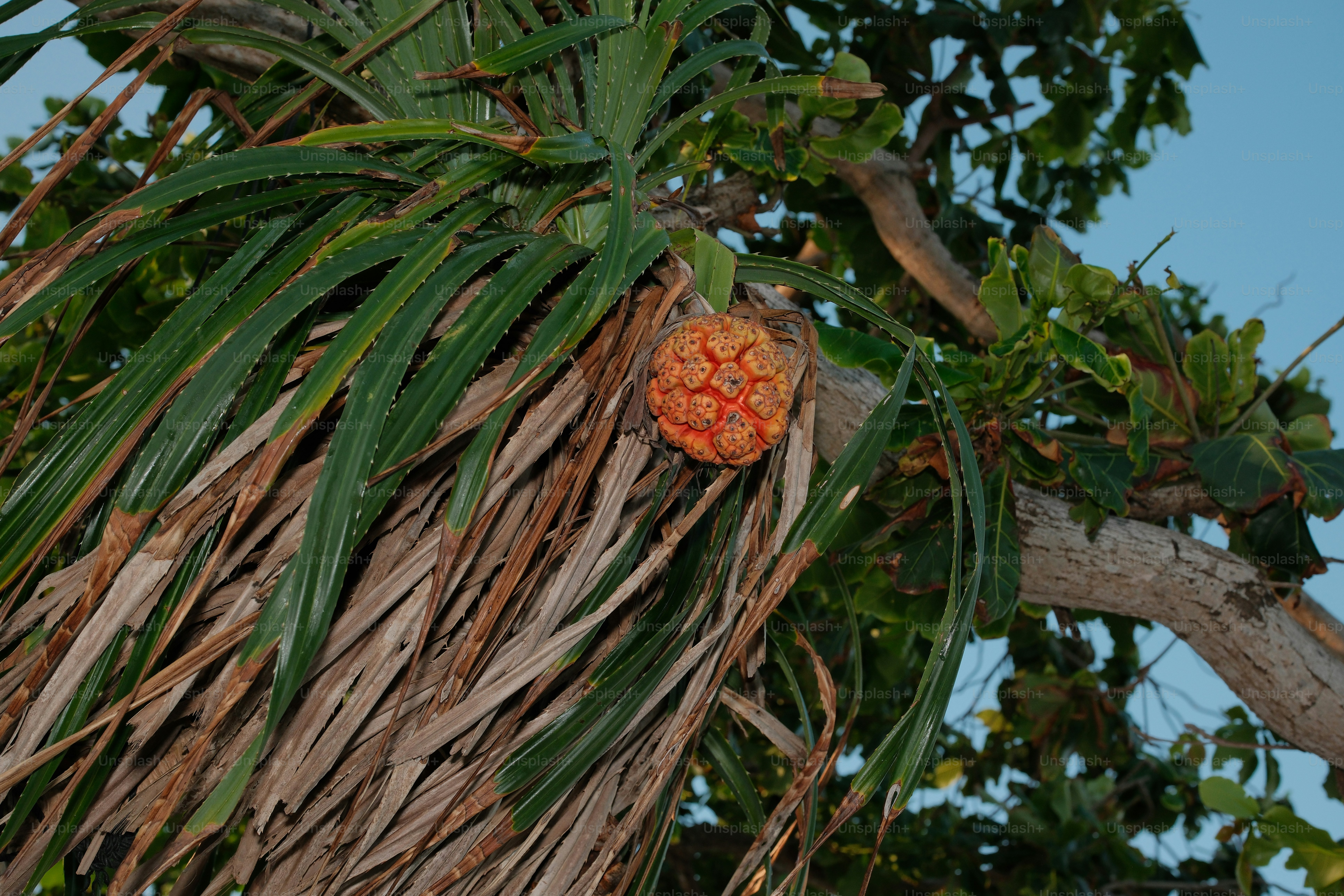 Buah runcing oranye tergantung di pohon tropis.