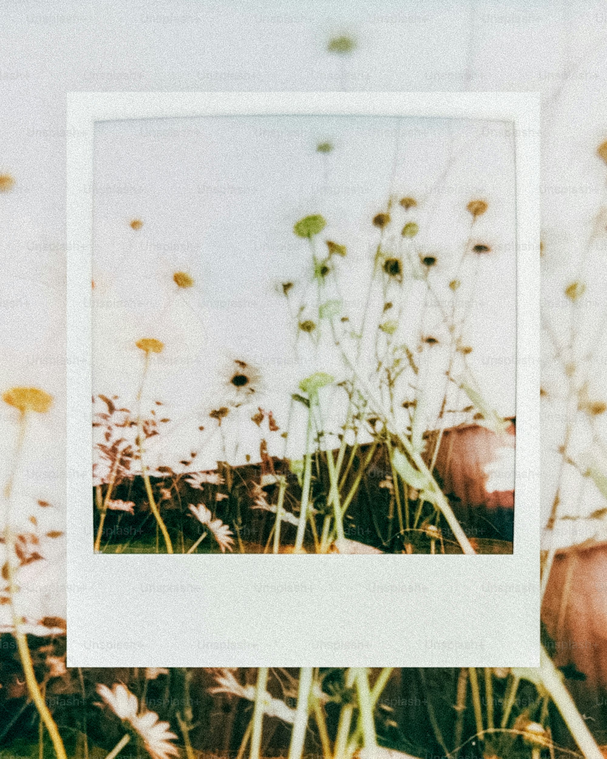 Vintage polaroid print of wildflowers against a bright sky.
