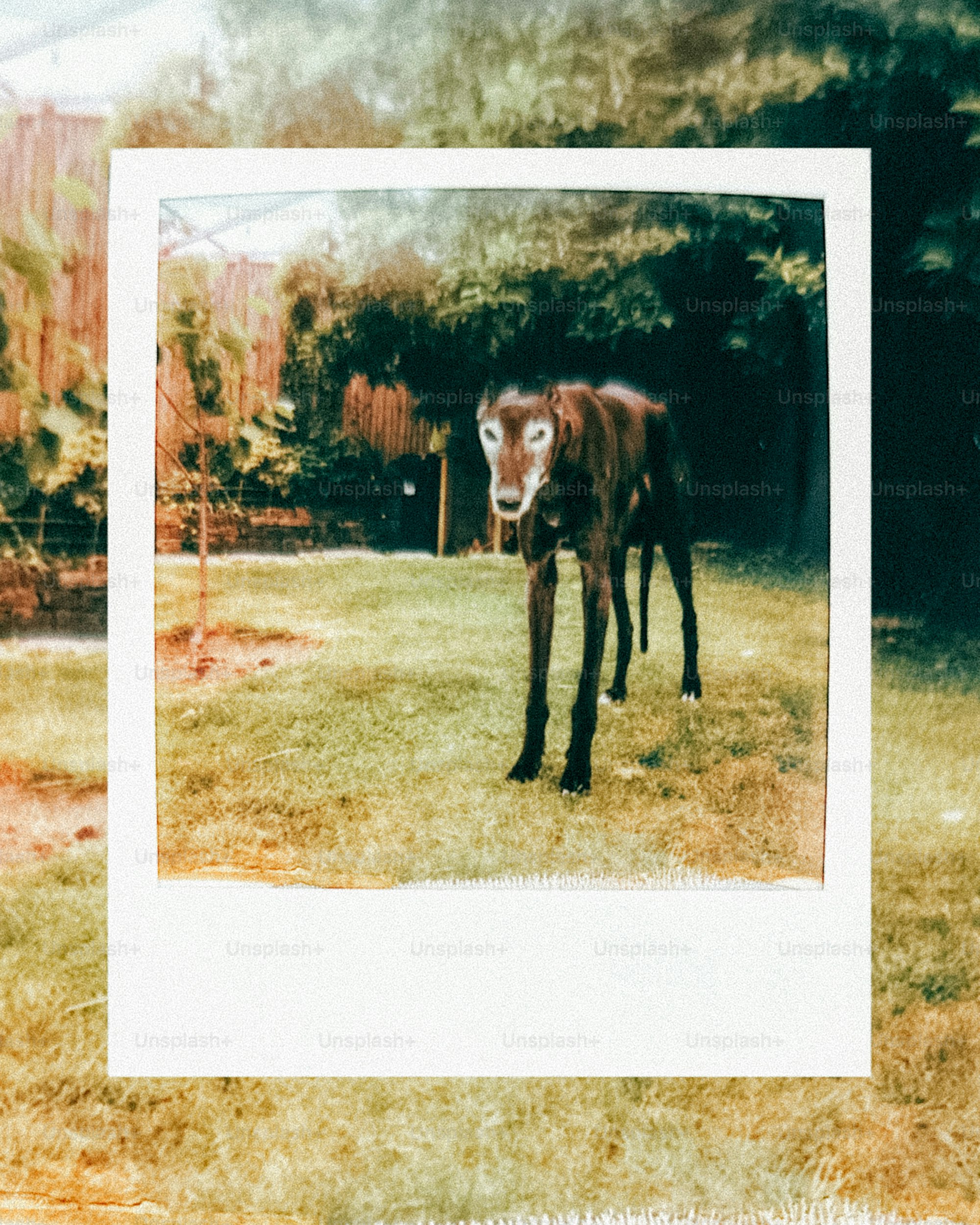 A thin dark dog stands in a polaroid frame outdoors.