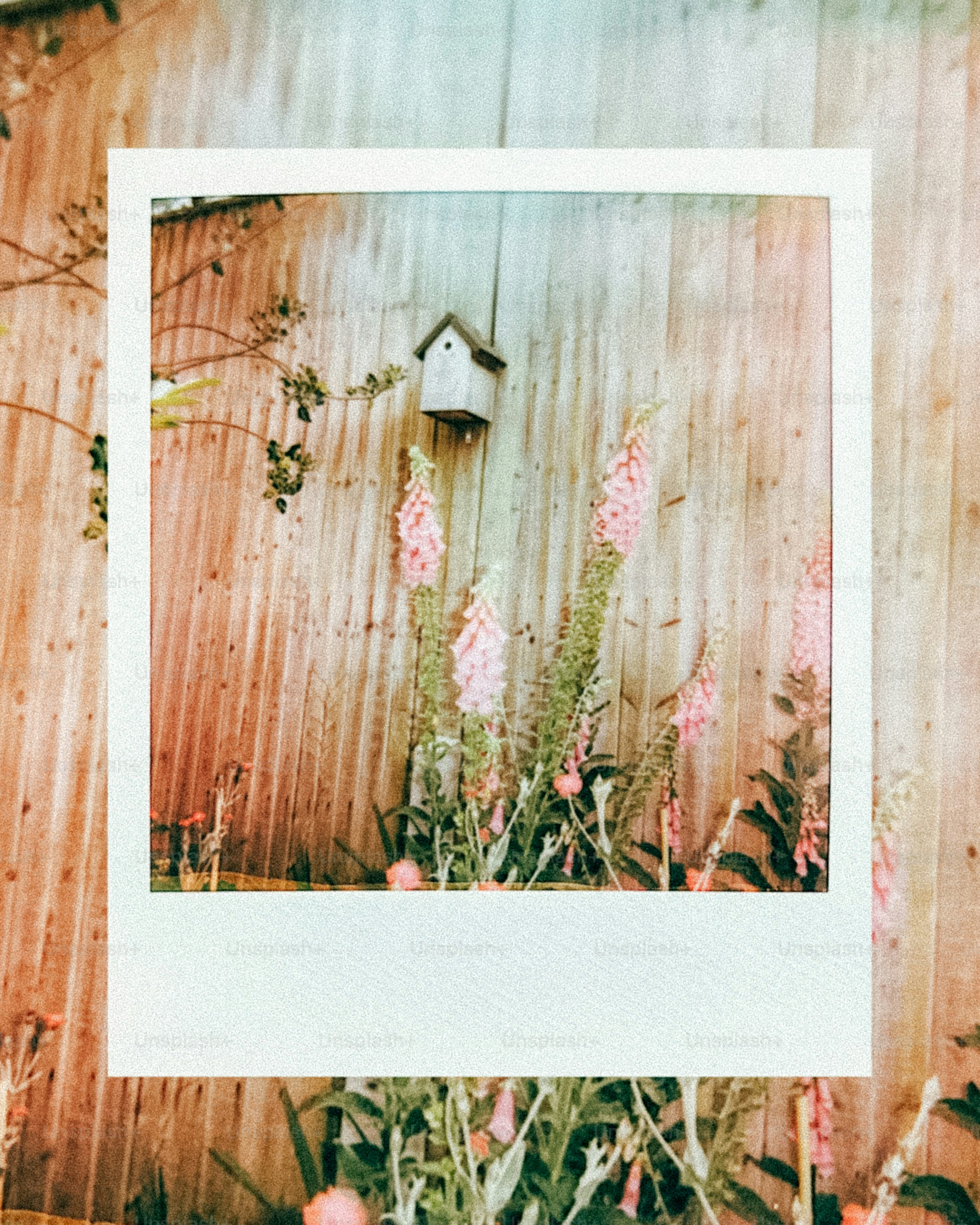 A polaroid frame captures a birdhouse and pink flowers.