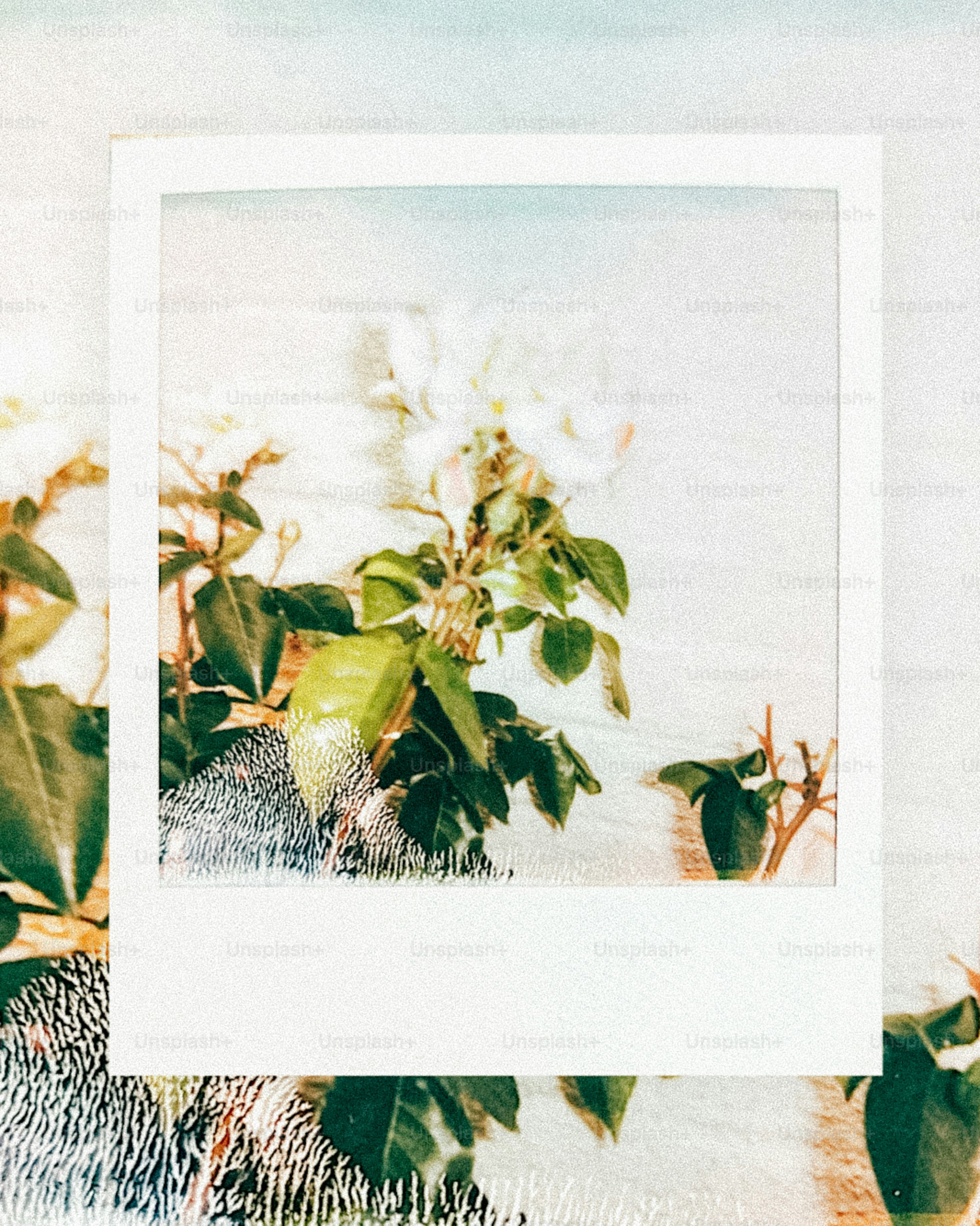 A white rose bush captured within a polaroid frame.