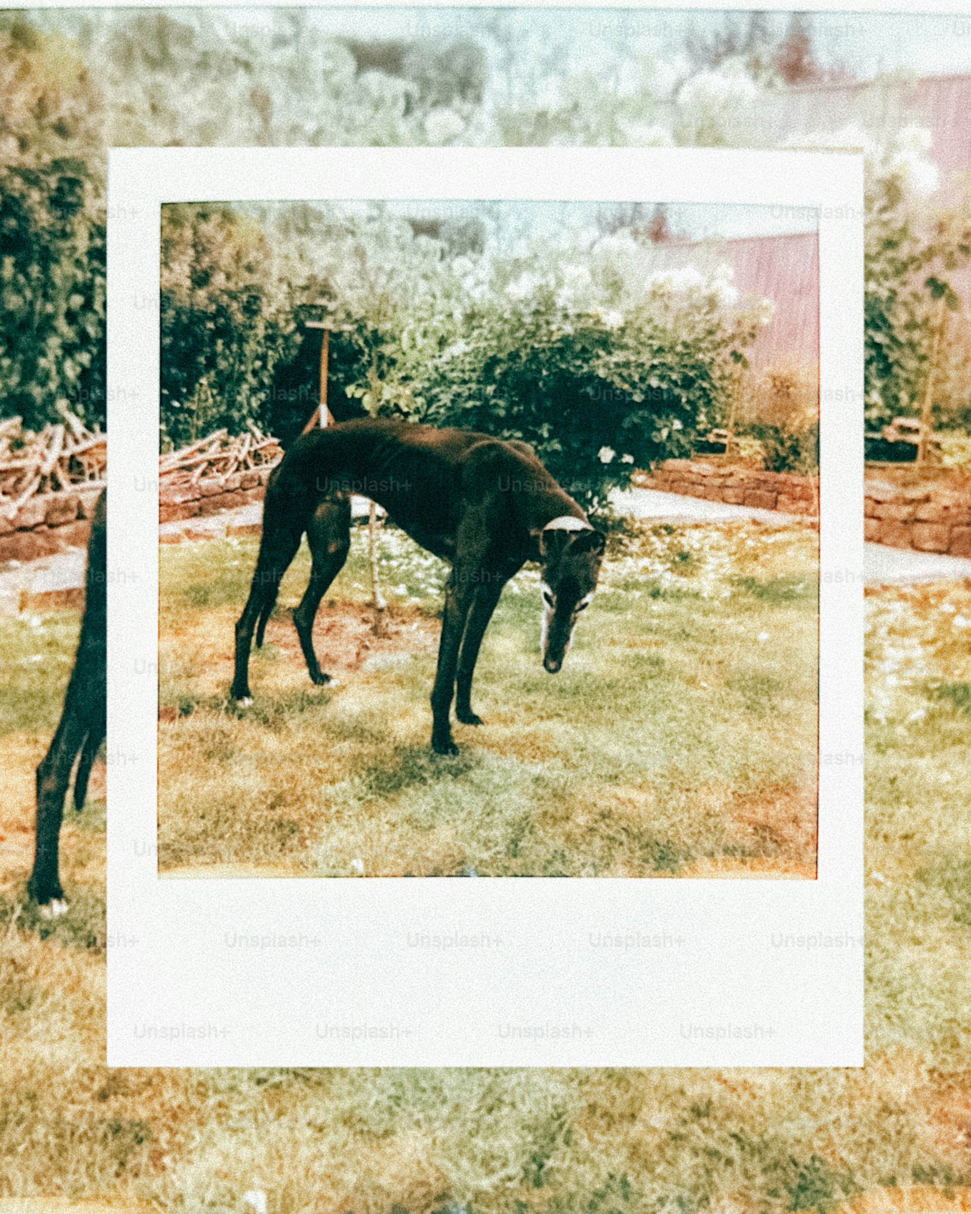 A greyhound standing in a garden, framed by polaroid.