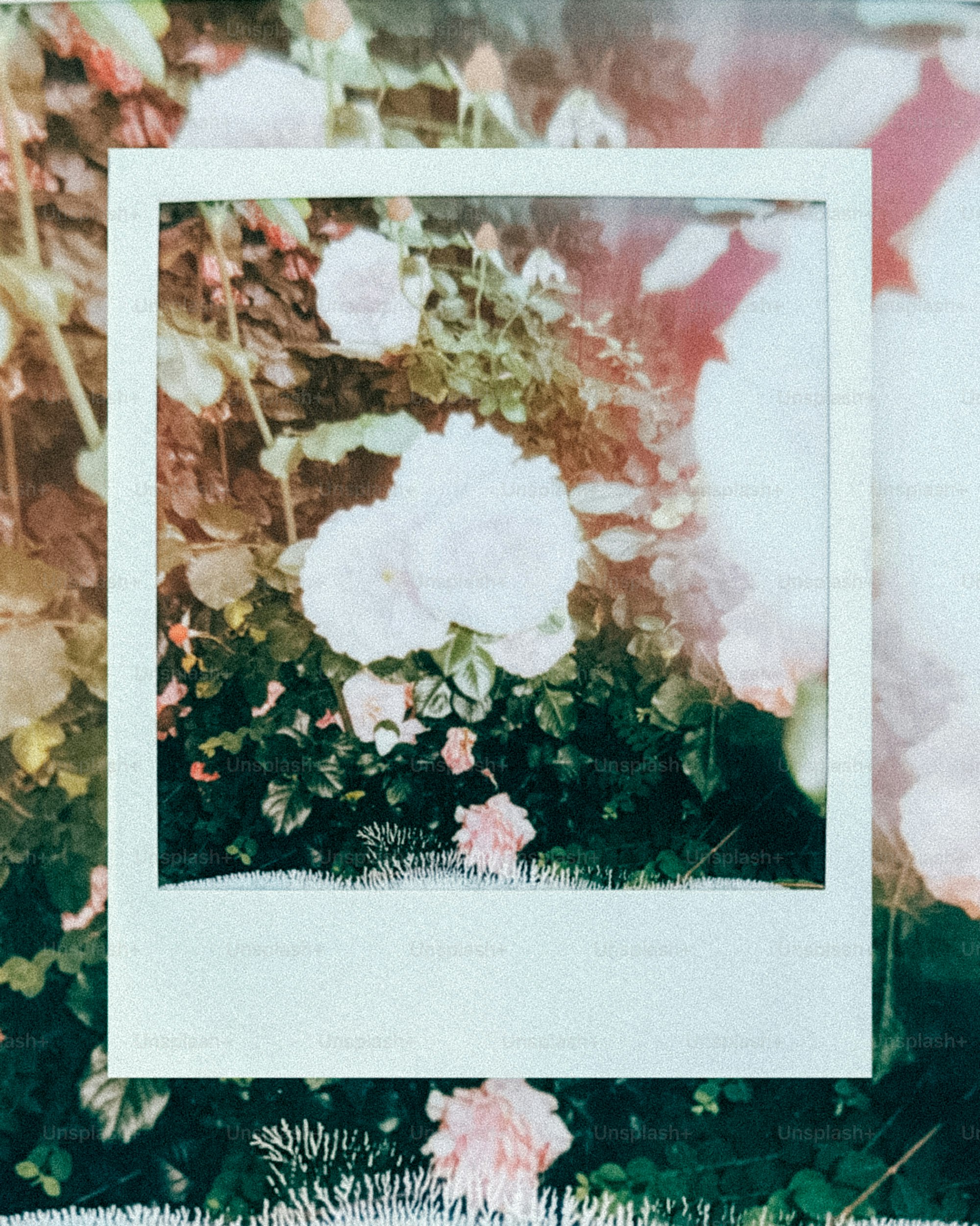 A polaroid print of white roses on a floral background.