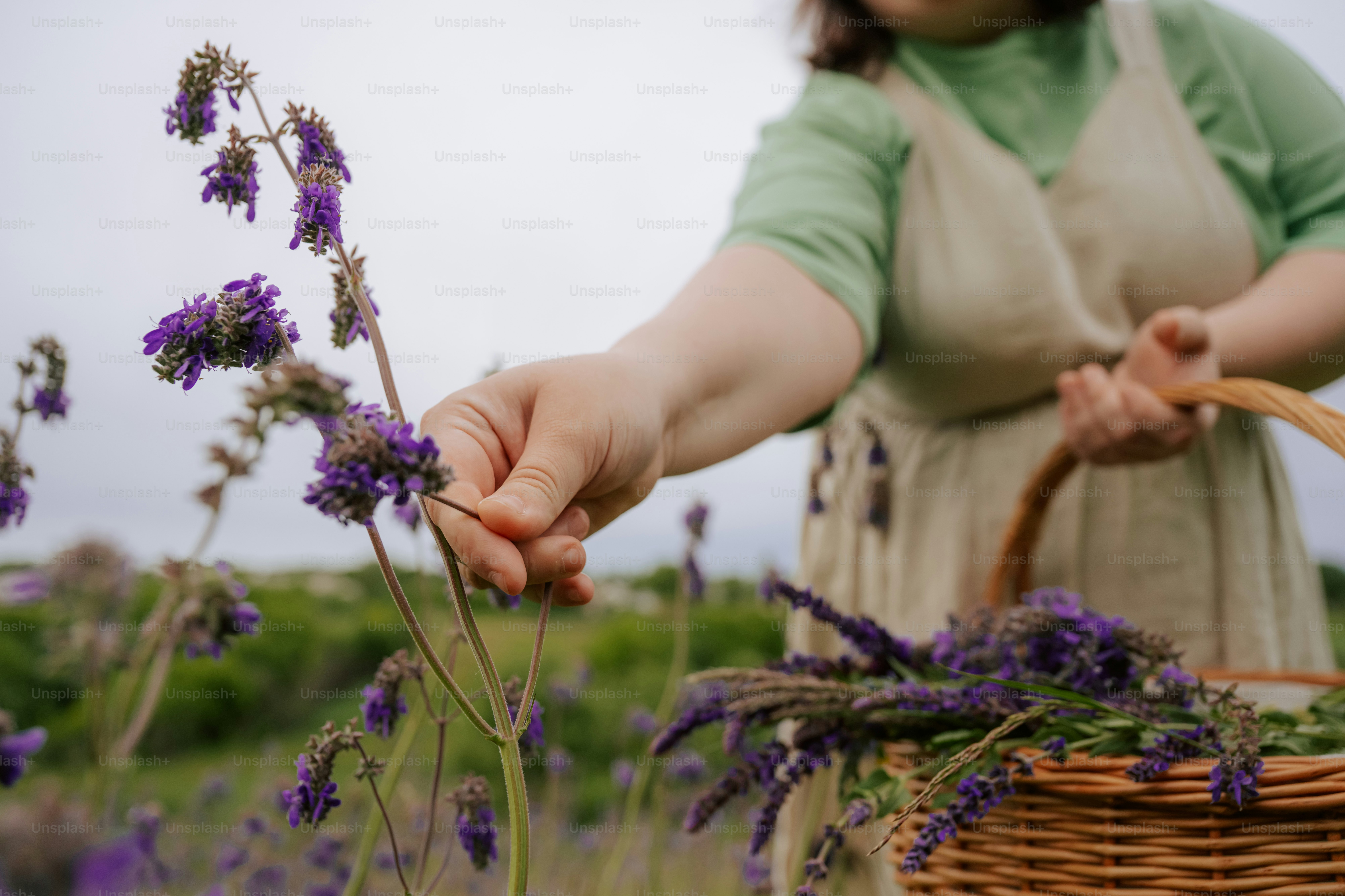 A person's hand picking purple flowers into a basket.