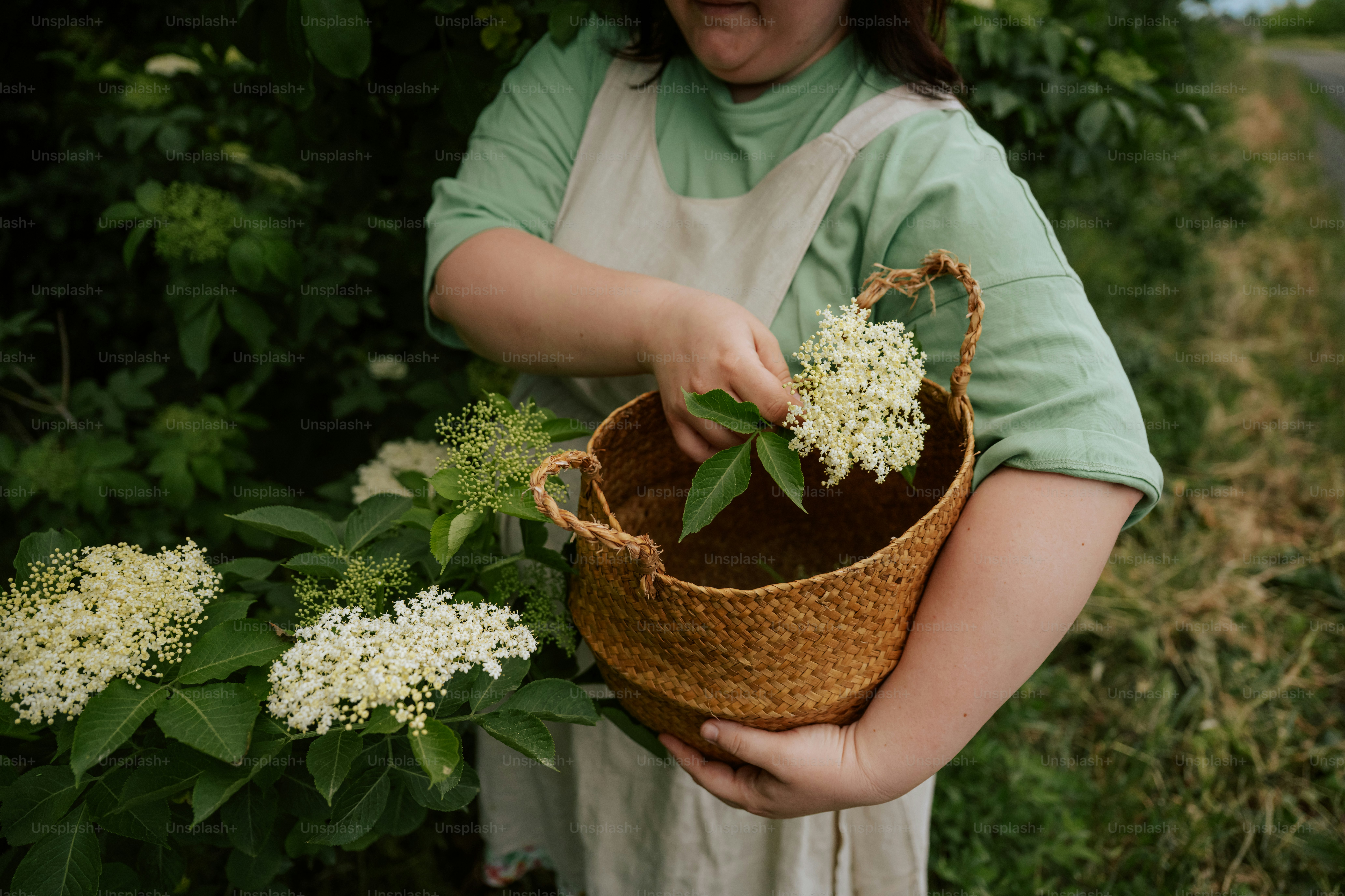 Person harvesting white elderflowers into a woven basket.
