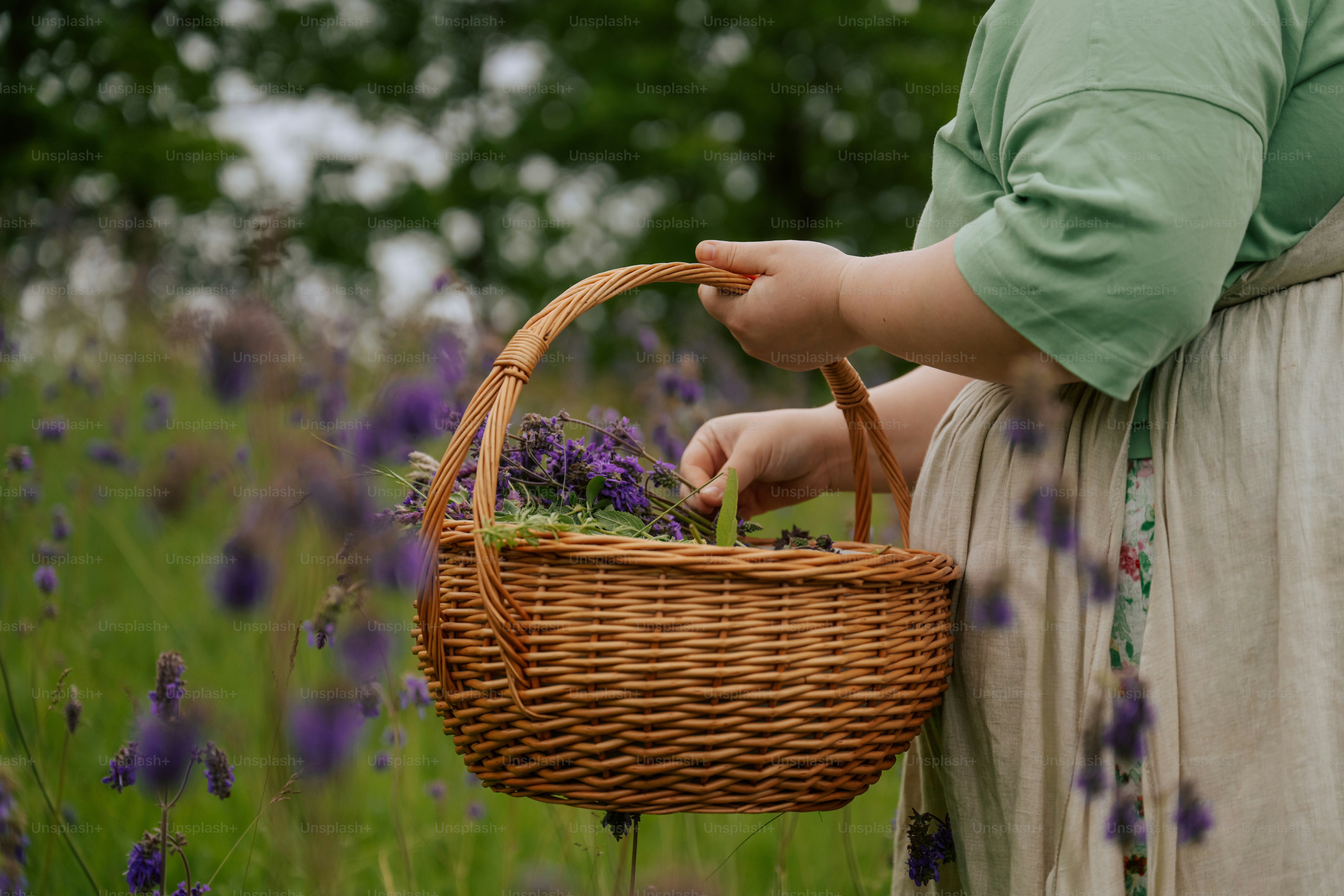Collecting fresh purple flowers in a wicker basket outdoors.