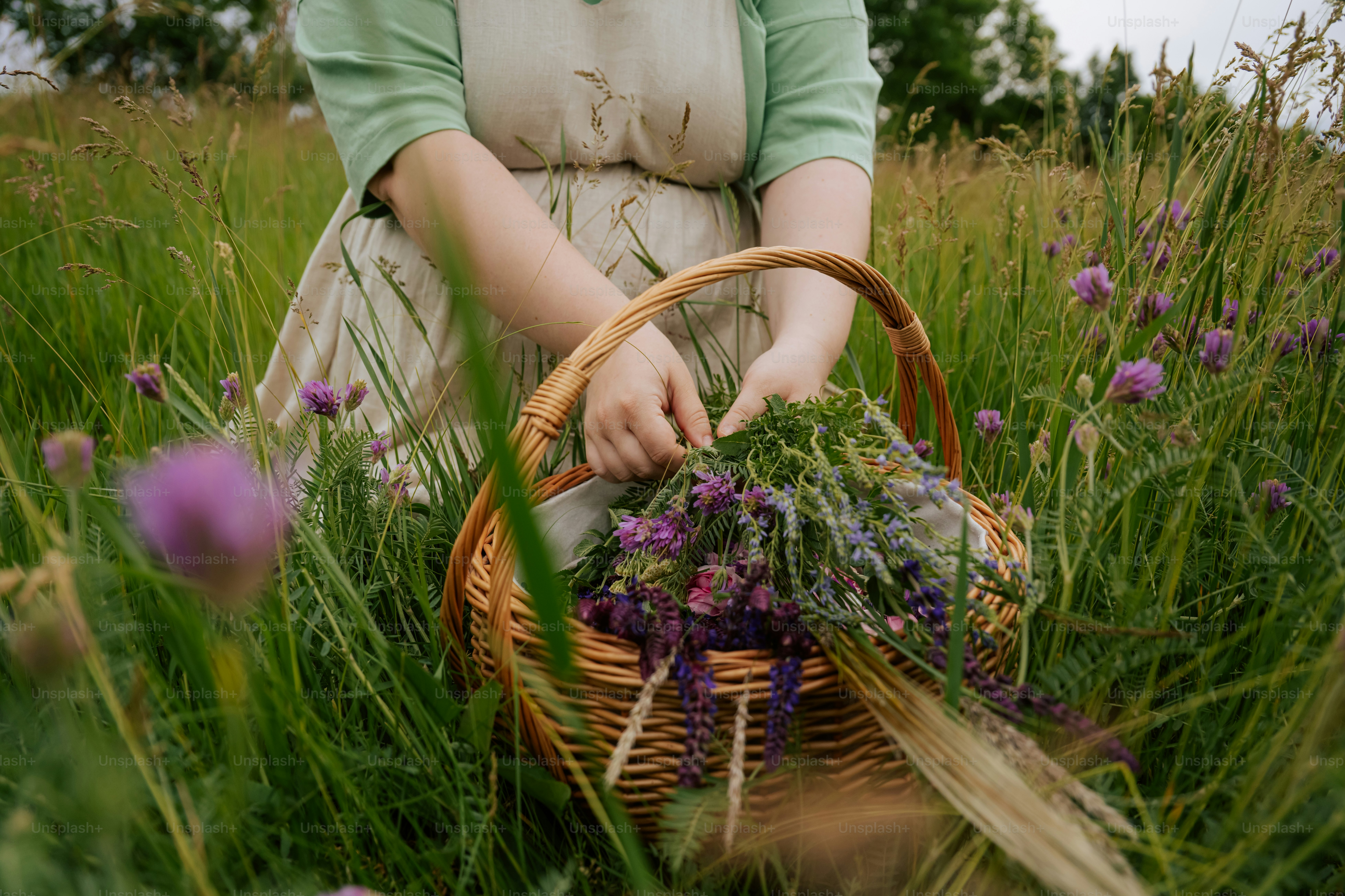 Woman collecting purple flowers and herbs in a wicker basket.