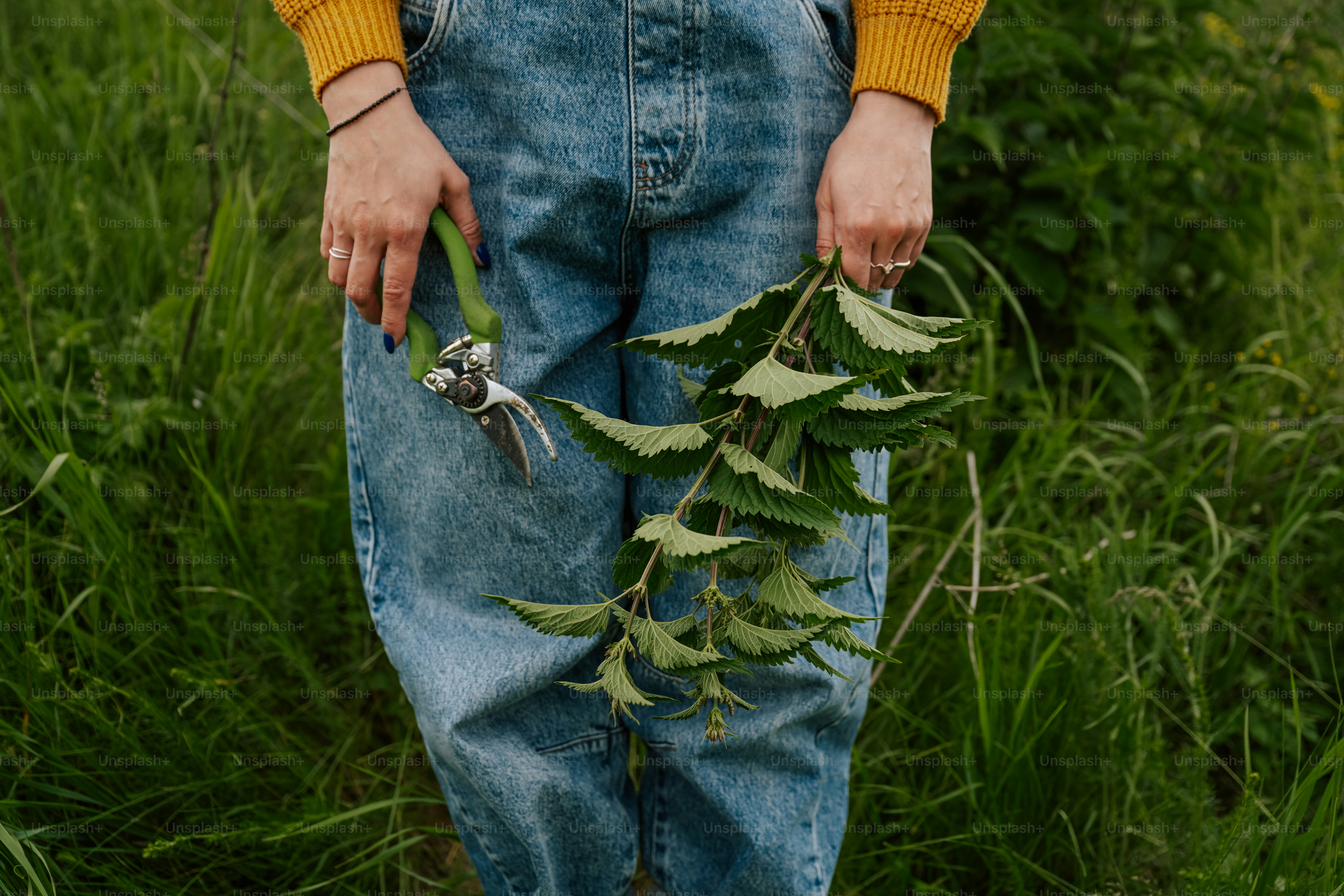 Person in jeans holding pruning shears and leafy branch.
