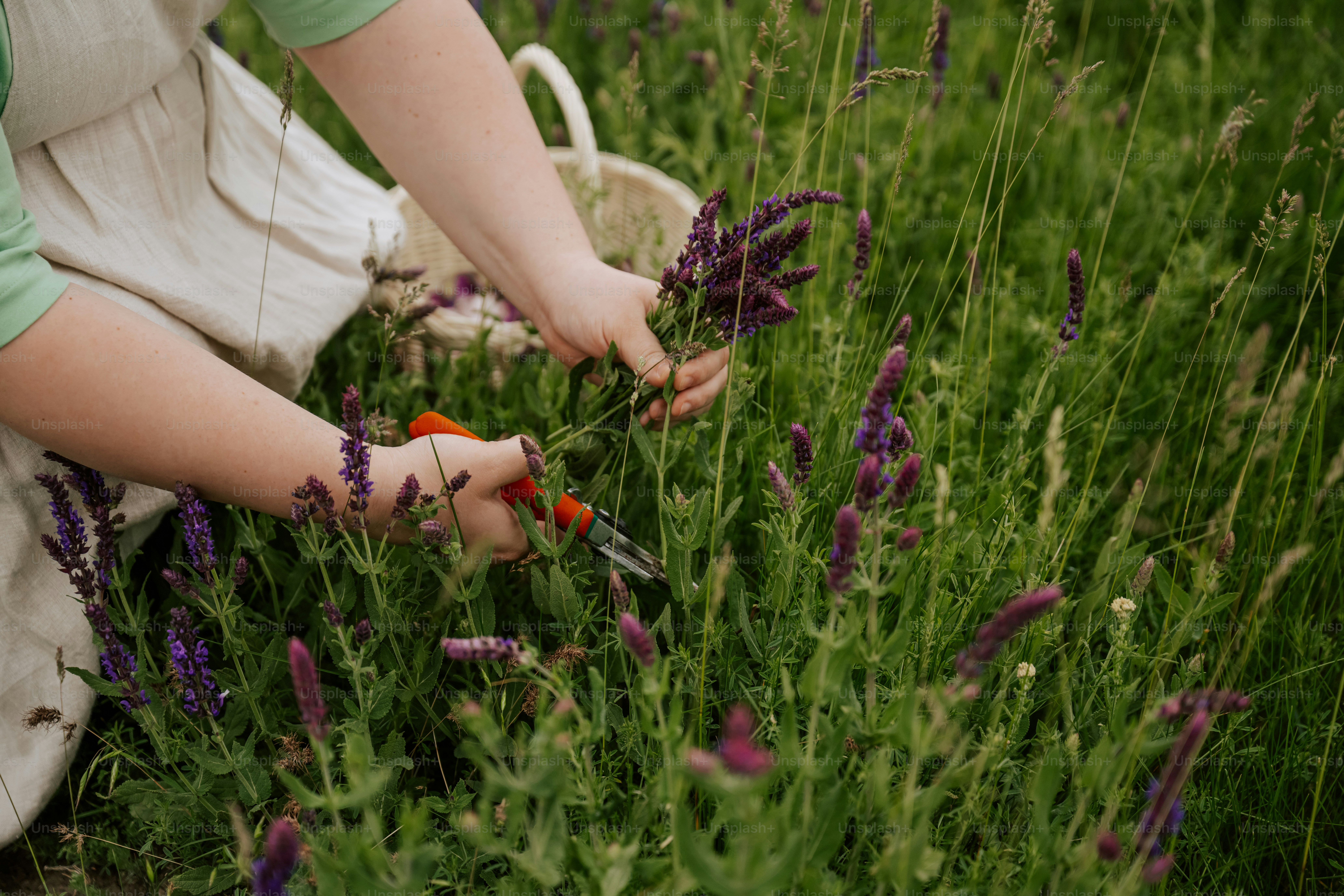 Hands harvesting purple flowers from green plants with shears.